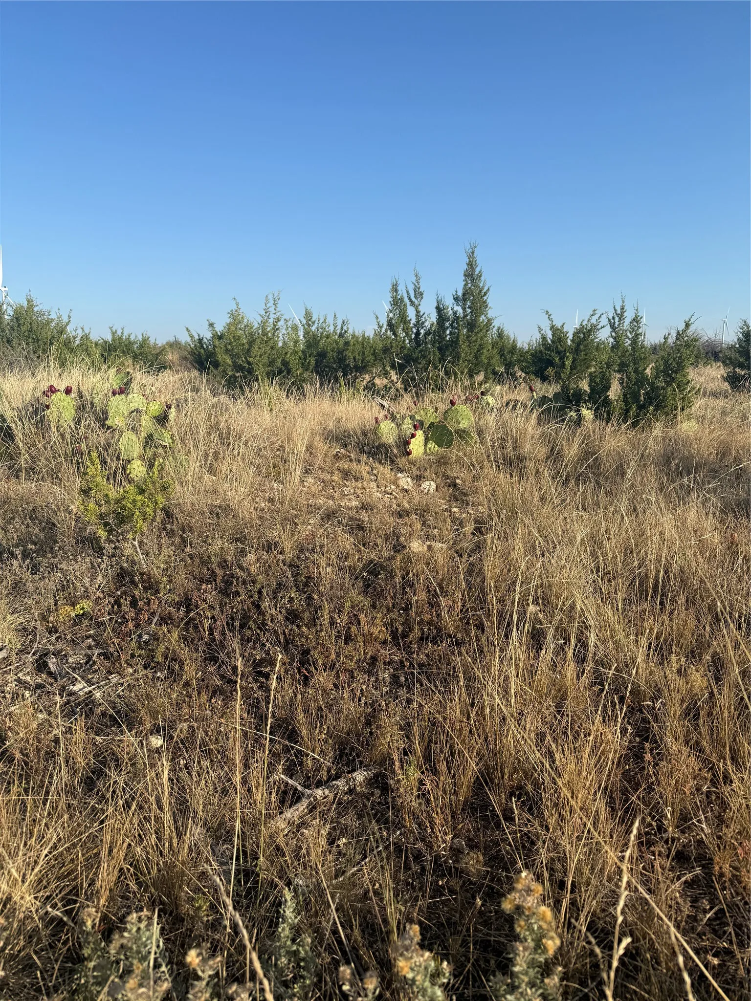 Unimproved Land For Sale in Taylor County , 2033 CR 351, Merkel, Texas 79536, 0, 0, Garage spaces, 0 Sqft, built in 0, mls#21372284, Real Estate Agent in Merkel, Homes For Sale in Taylor county, Homes For Sale in Merkel, Realtor in Merkel Texas, Real Estate Brokerage Independent Realty Texas, Luminita Cordes Realtor
