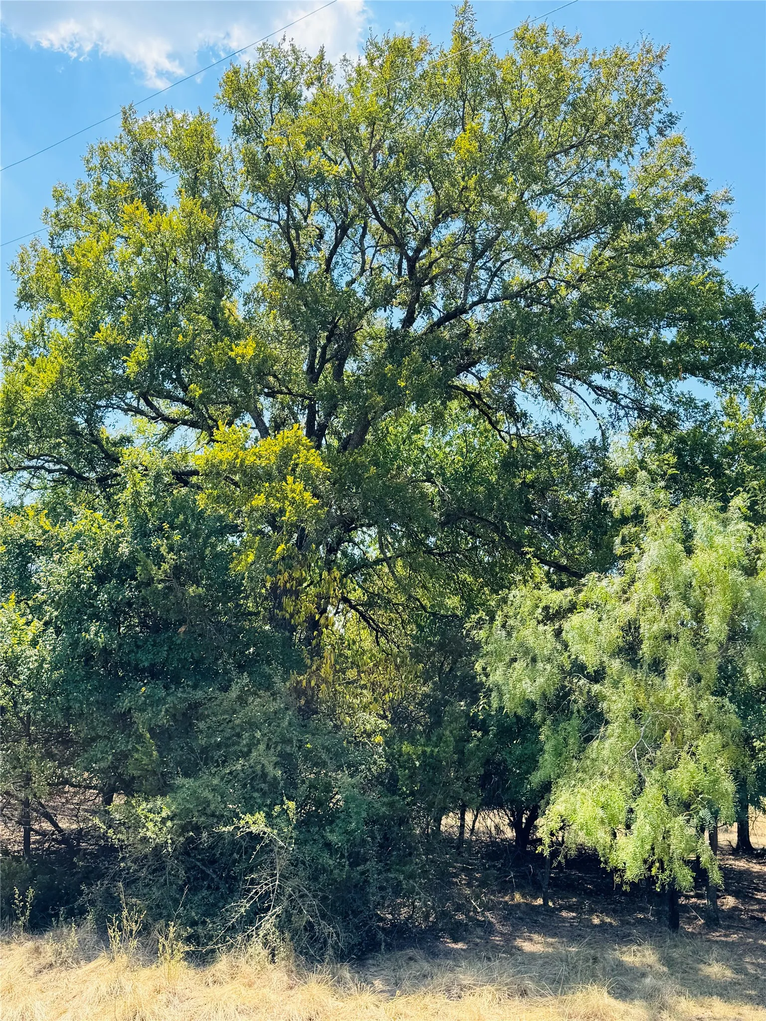 Unimproved Land For Sale in Hill County , 14057 Sandy Oaks Drive, Whitney, Texas 76692, 0, 0, Garage spaces, 0 Sqft, built in 0, mls#21371268, Real Estate Agent in Whitney, Homes For Sale in Hill county, Homes For Sale in Whitney, Realtor in Whitney Texas, Real Estate Brokerage Independent Realty Texas, Luminita Cordes Realtor