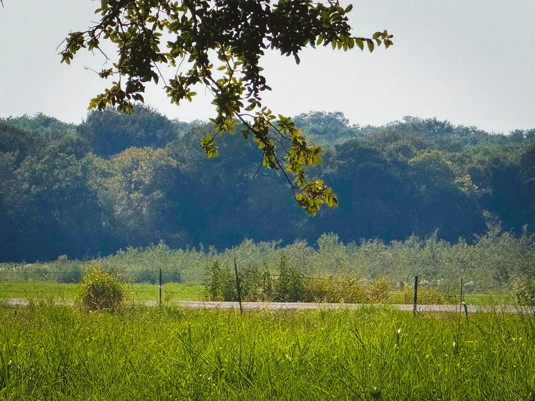 Improved Land For Sale in Collin County , 6100 CR 662, Farmersville, Texas 75442, 0, 0, Garage spaces, 0 Sqft, built in 1997, mls#21371930, Real Estate Agent in Farmersville, Homes For Sale in Collin county, Homes For Sale in Farmersville, Realtor in Farmersville Texas, Real Estate Brokerage Independent Realty Texas, Luminita Cordes Realtor