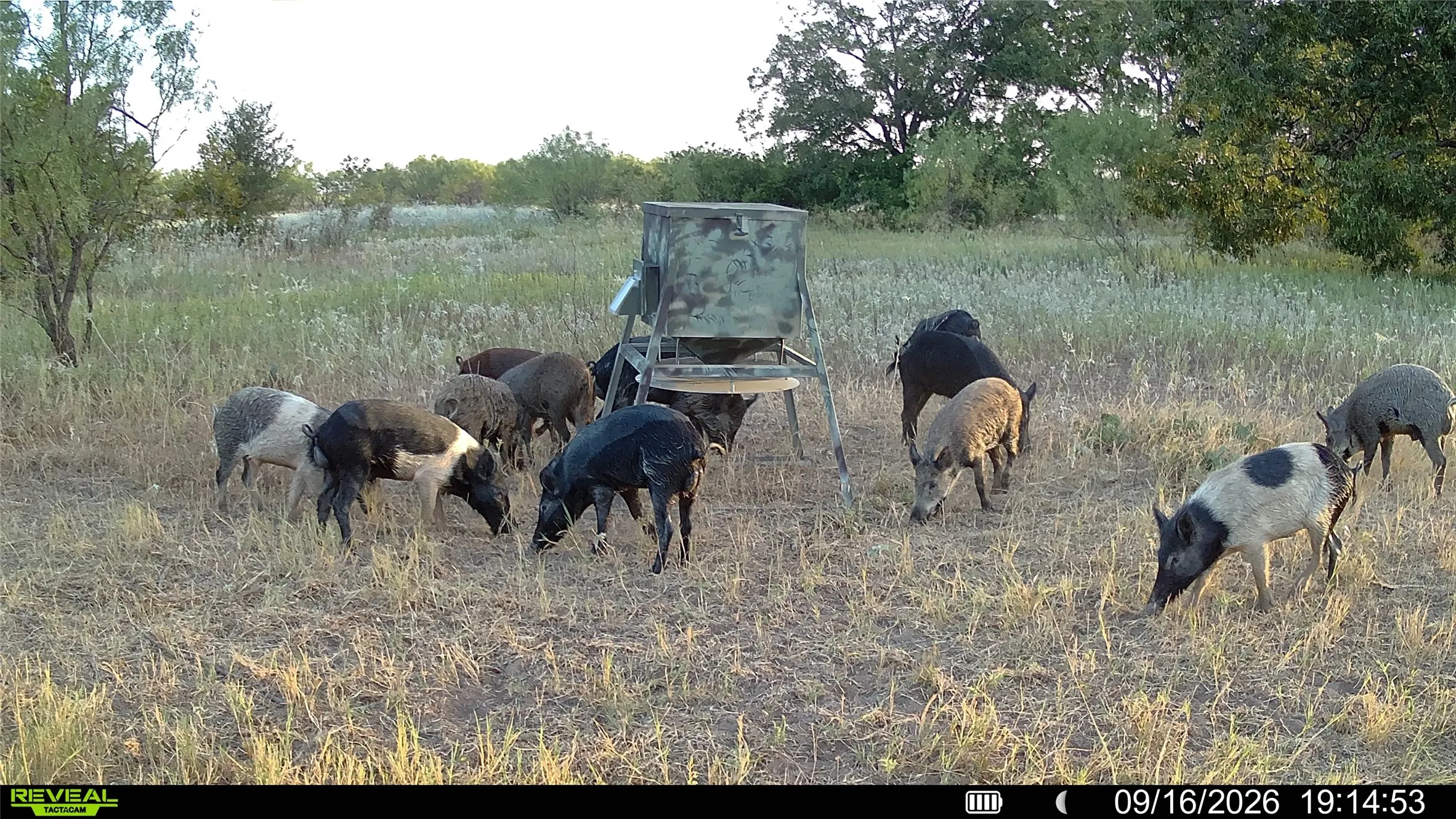 Unimproved Land For Sale in Eastland County , TBD 21 County Road 295, Carbon, Texas 76435, 0, 0, Garage spaces, 0 Sqft, built in 0, mls#21372389, Real Estate Agent in Carbon, Homes For Sale in Eastland county, Homes For Sale in Carbon, Realtor in Carbon Texas, Real Estate Brokerage Independent Realty Texas, Luminita Cordes Realtor