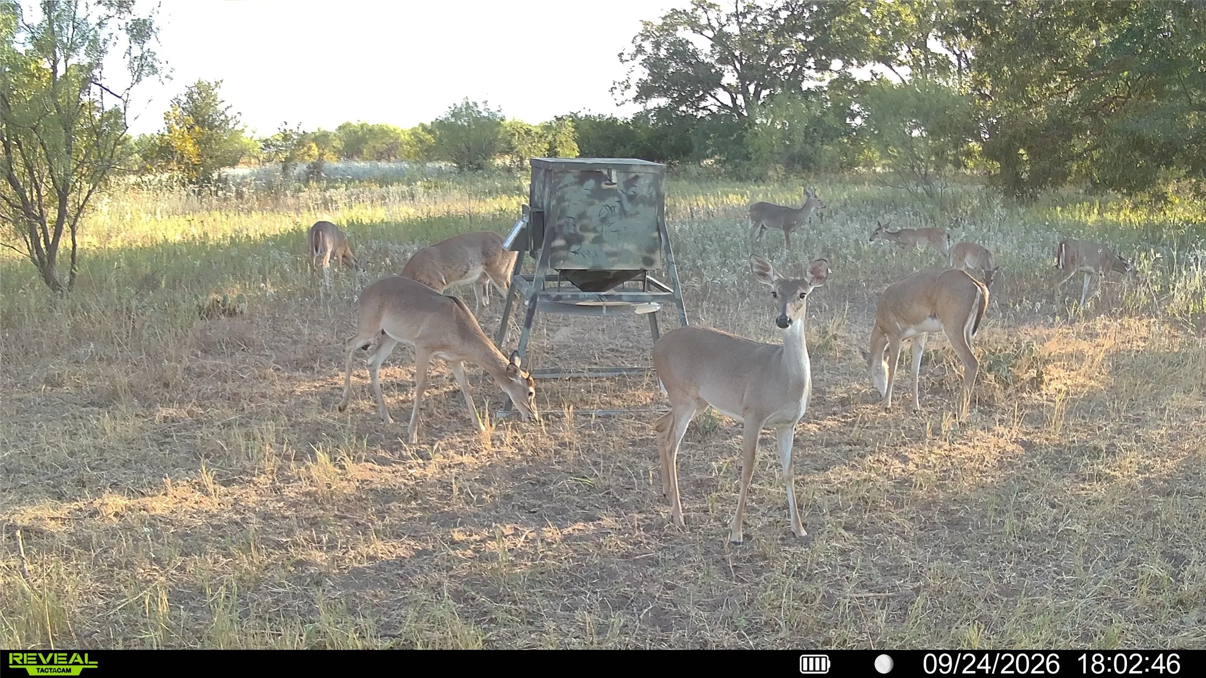 Unimproved Land For Sale in Eastland County , TBD 21 County Road 295, Carbon, Texas 76435, 0, 0, Garage spaces, 0 Sqft, built in 0, mls#21372389, Real Estate Agent in Carbon, Homes For Sale in Eastland county, Homes For Sale in Carbon, Realtor in Carbon Texas, Real Estate Brokerage Independent Realty Texas, Luminita Cordes Realtor