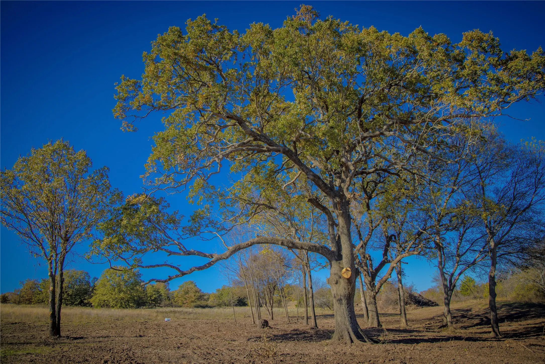 Unimproved Land For Sale in Montague County , Tract 4 Lazy E Rd, St Jo, Texas 76265, 0, 0, Garage spaces, 0 Sqft, built in 0, mls#21371790, Real Estate Agent in St Jo, Homes For Sale in Montague county, Homes For Sale in St Jo, Realtor in St Jo Texas, Real Estate Brokerage Independent Realty Texas, Luminita Cordes Realtor