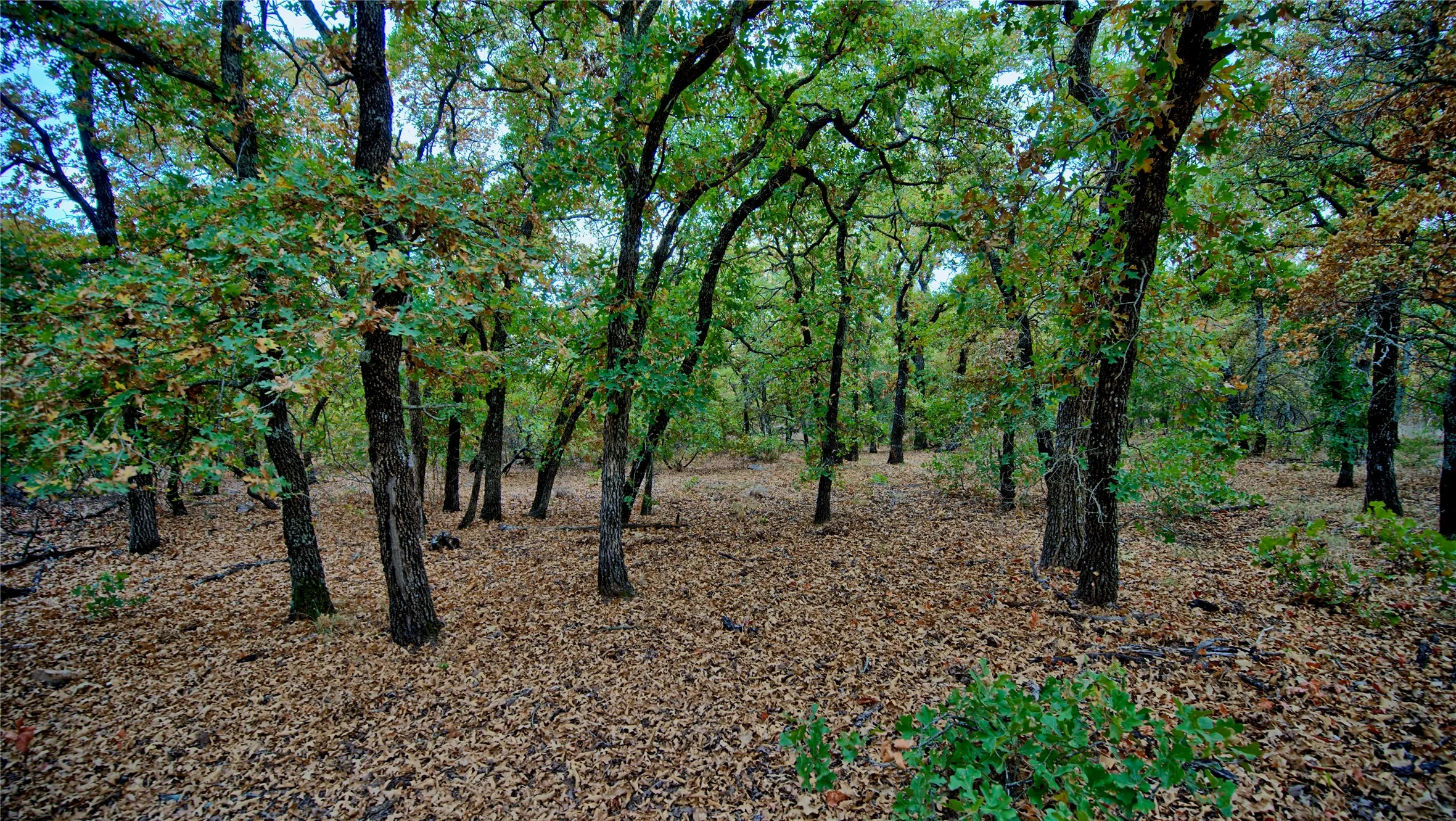 Unimproved Land For Sale in Montague County , TBD Dixie School Road, Nocona, Texas 76255, 0, 0, Garage spaces, 0 Sqft, built in 0, mls#21371662, Real Estate Agent in Nocona, Homes For Sale in Montague county, Homes For Sale in Nocona, Realtor in Nocona Texas, Real Estate Brokerage Independent Realty Texas, Luminita Cordes Realtor
