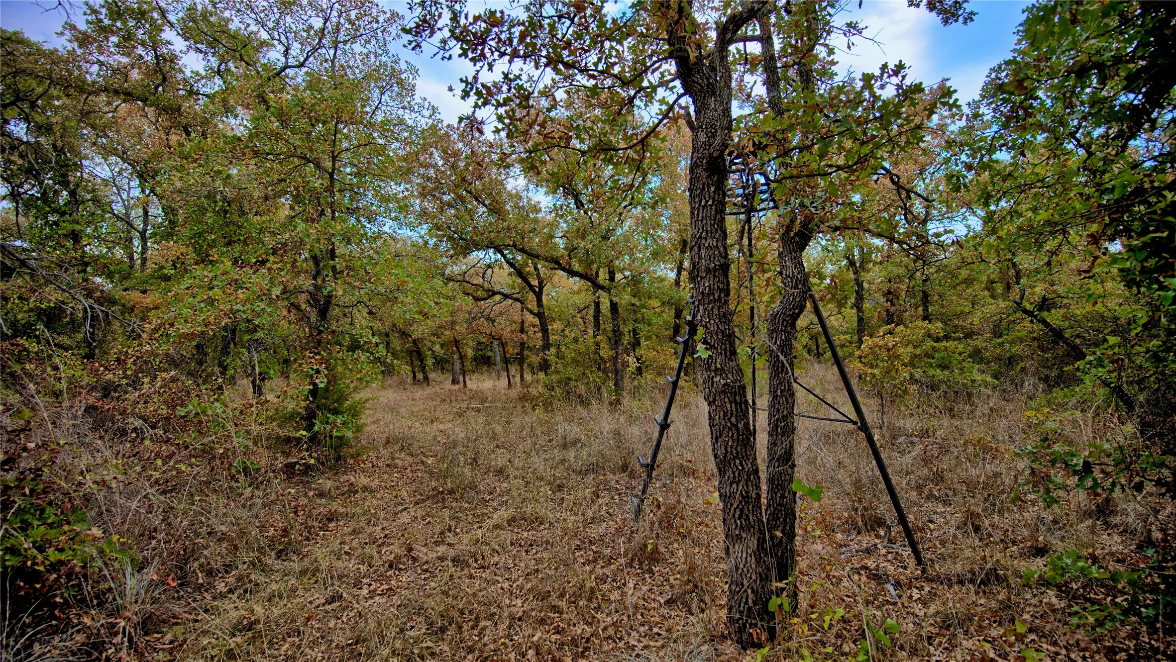 Unimproved Land For Sale in Montague County , TBD Dixie School Road, Nocona, Texas 76255, 0, 0, Garage spaces, 0 Sqft, built in 0, mls#21371662, Real Estate Agent in Nocona, Homes For Sale in Montague county, Homes For Sale in Nocona, Realtor in Nocona Texas, Real Estate Brokerage Independent Realty Texas, Luminita Cordes Realtor