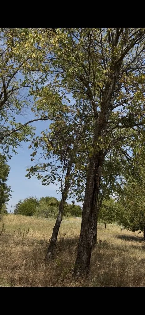 Unimproved Land For Sale in Hunt County , 103313 Hillside Circle, Lone Oak, Texas 75453, 0, 0, Garage spaces, 0 Sqft, built in 0, mls#21369709, Real Estate Agent in Lone Oak, Homes For Sale in Hunt county, Homes For Sale in Lone Oak, Realtor in Lone Oak Texas, Real Estate Brokerage Independent Realty Texas, Luminita Cordes Realtor