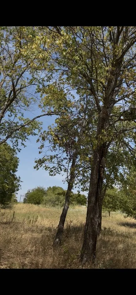 Unimproved Land For Sale in Hunt County , 103234 Hillside Circle, Lone Oak, Texas 75453, 0, 0, Garage spaces, 0 Sqft, built in 0, mls#21372666, Real Estate Agent in Lone Oak, Homes For Sale in Hunt county, Homes For Sale in Lone Oak, Realtor in Lone Oak Texas, Real Estate Brokerage Independent Realty Texas, Luminita Cordes Realtor