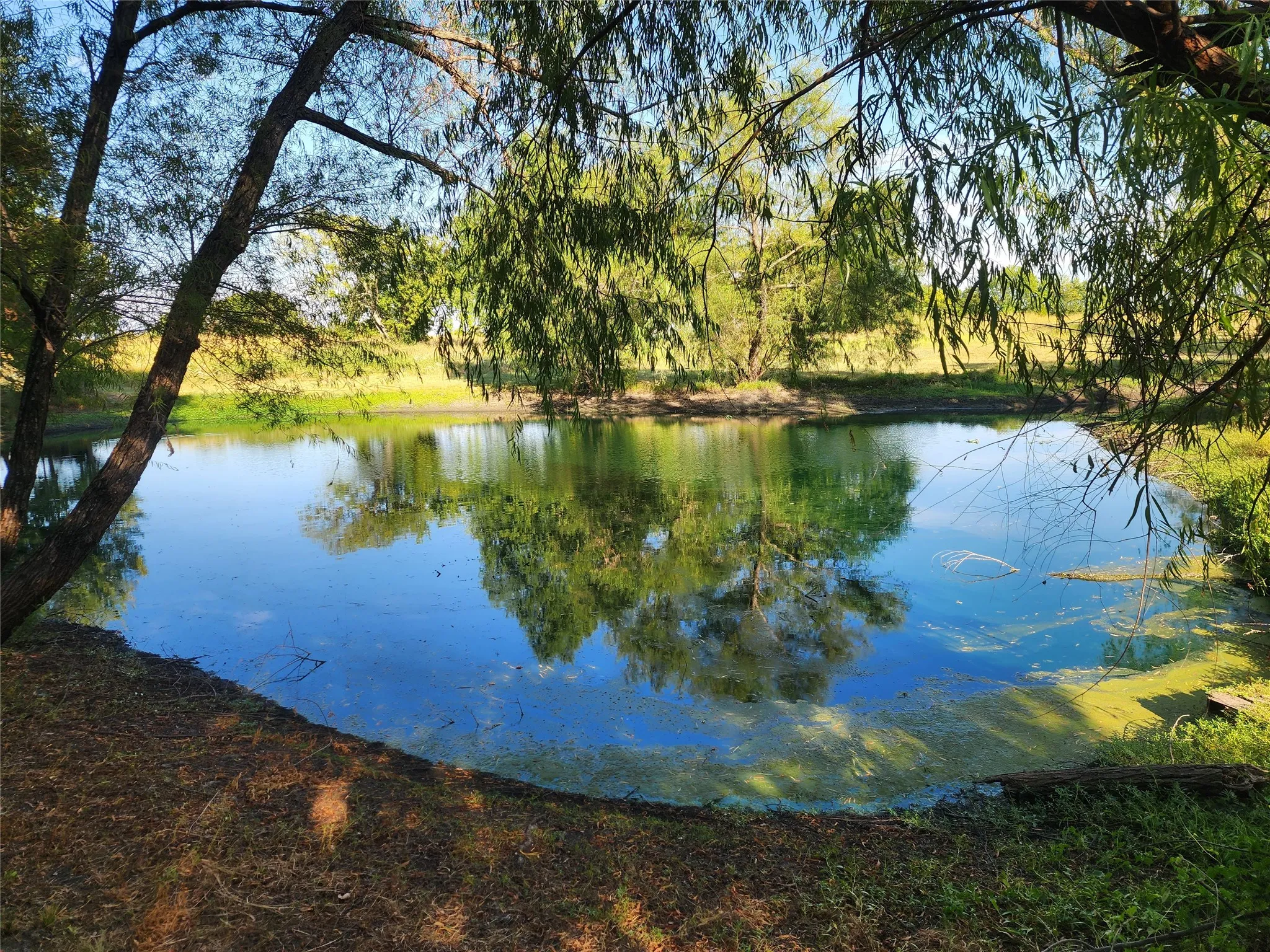 Natural pond with surrounding mature trees and reflective water surface