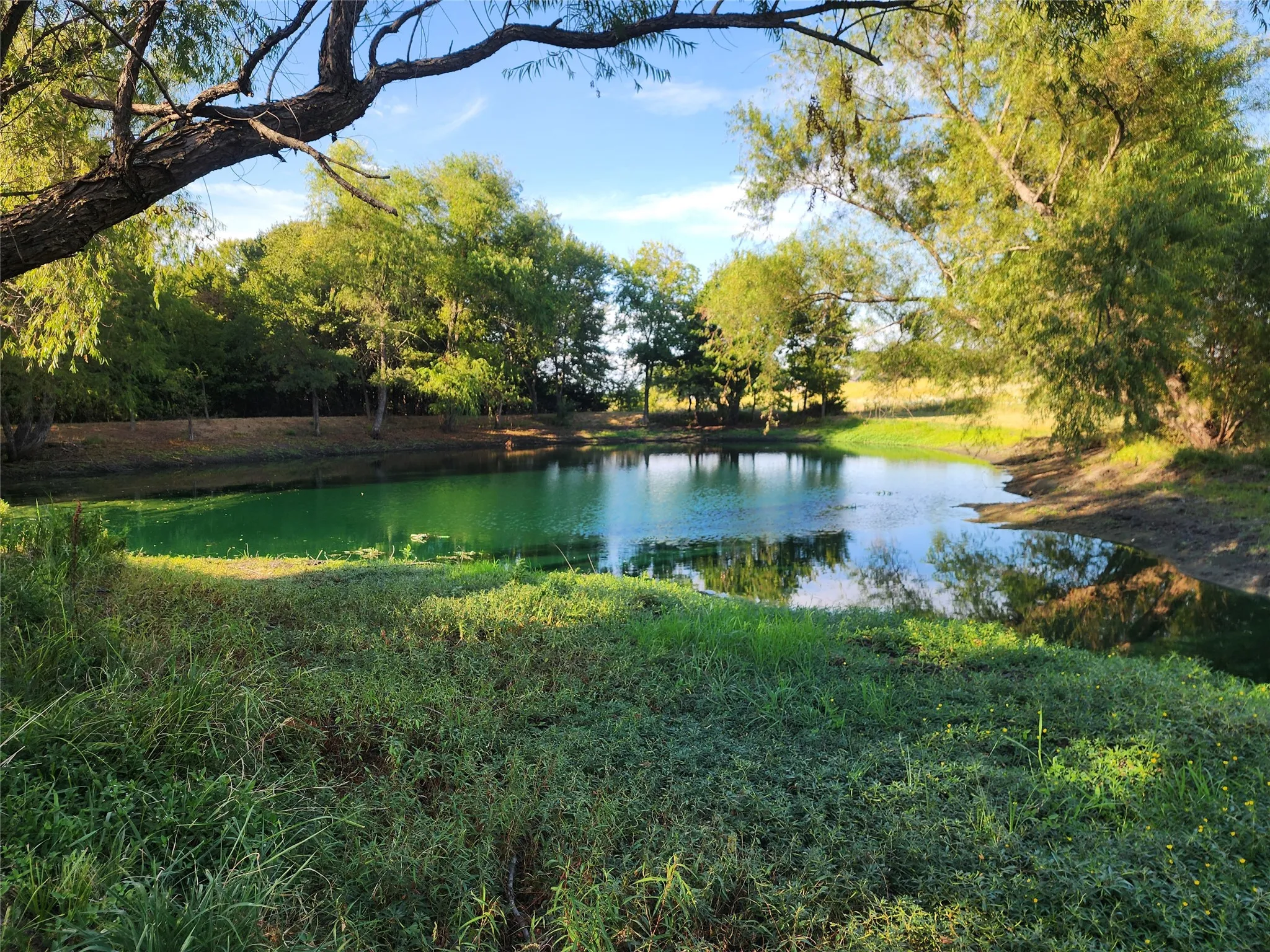 Pond with reflective water surrounded by lush greenery and mature trees