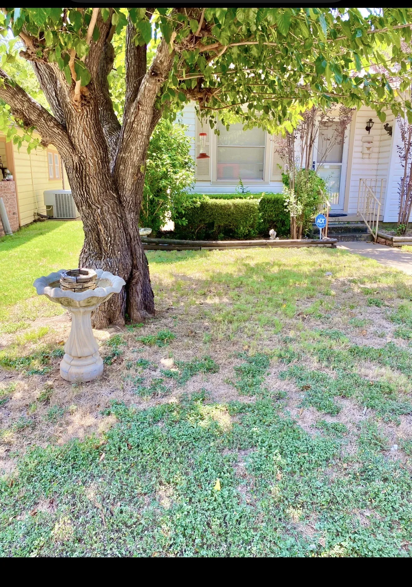 Mature tree providing natural shade