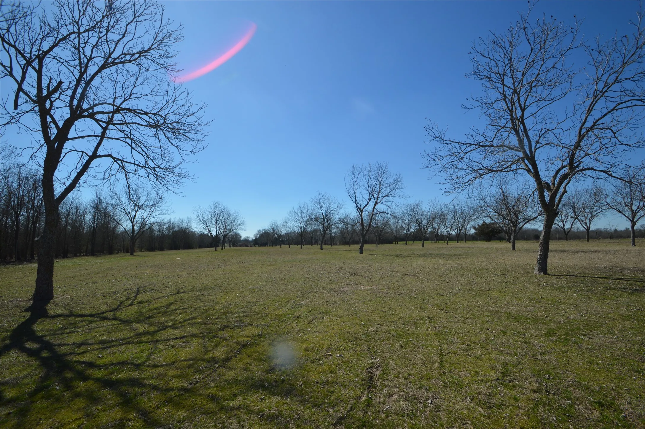 Pecan Production