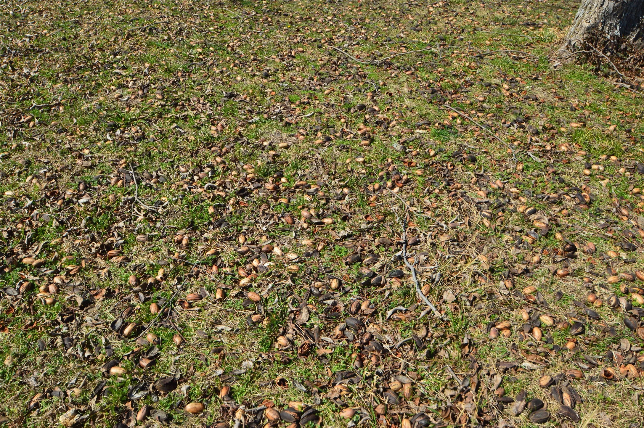 Tons of Pecans!
