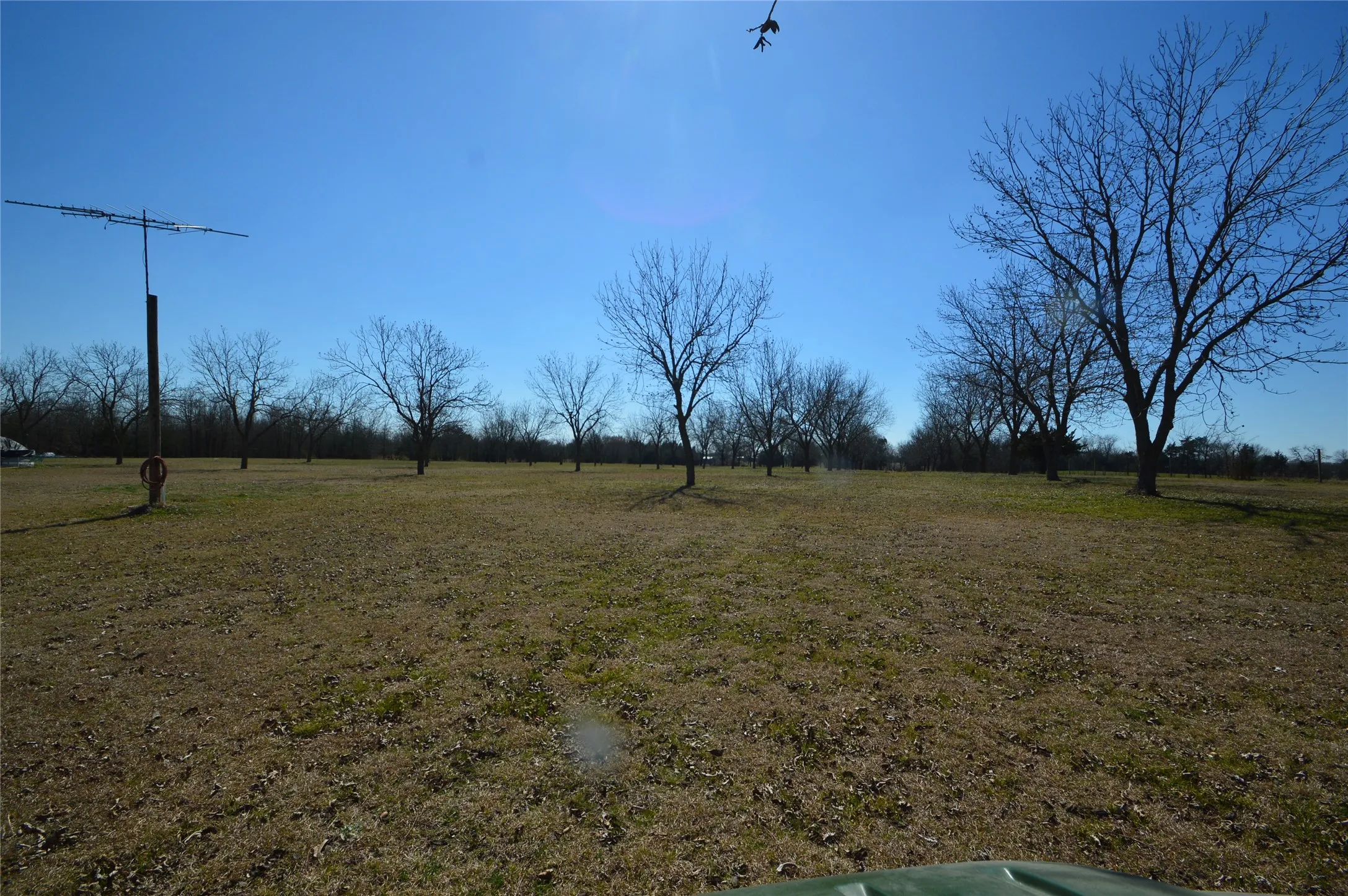 Pecan Orchard