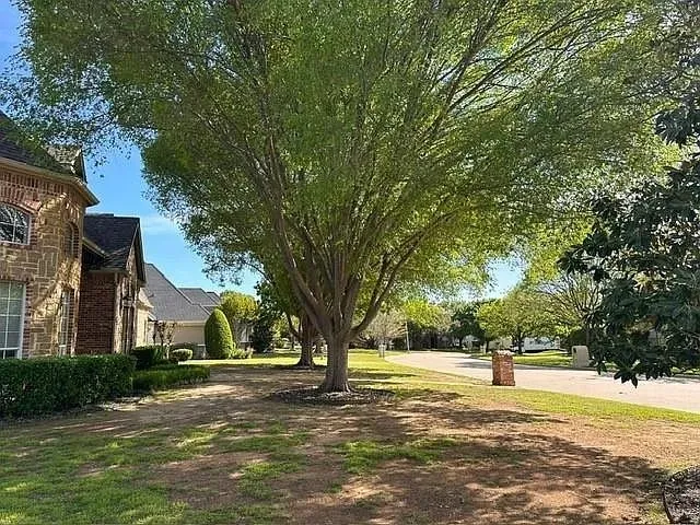 Mature tree providing ample shade
