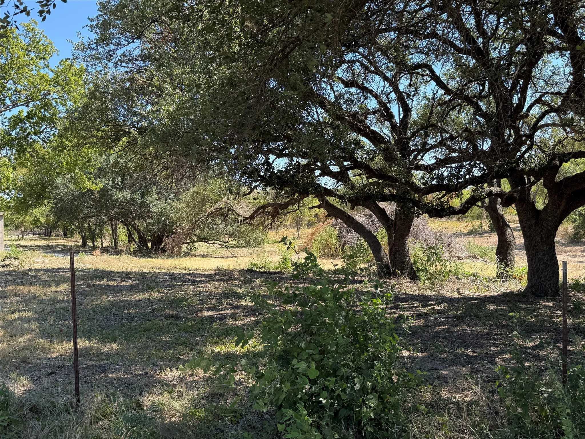 Mature trees providing natural shade over open land