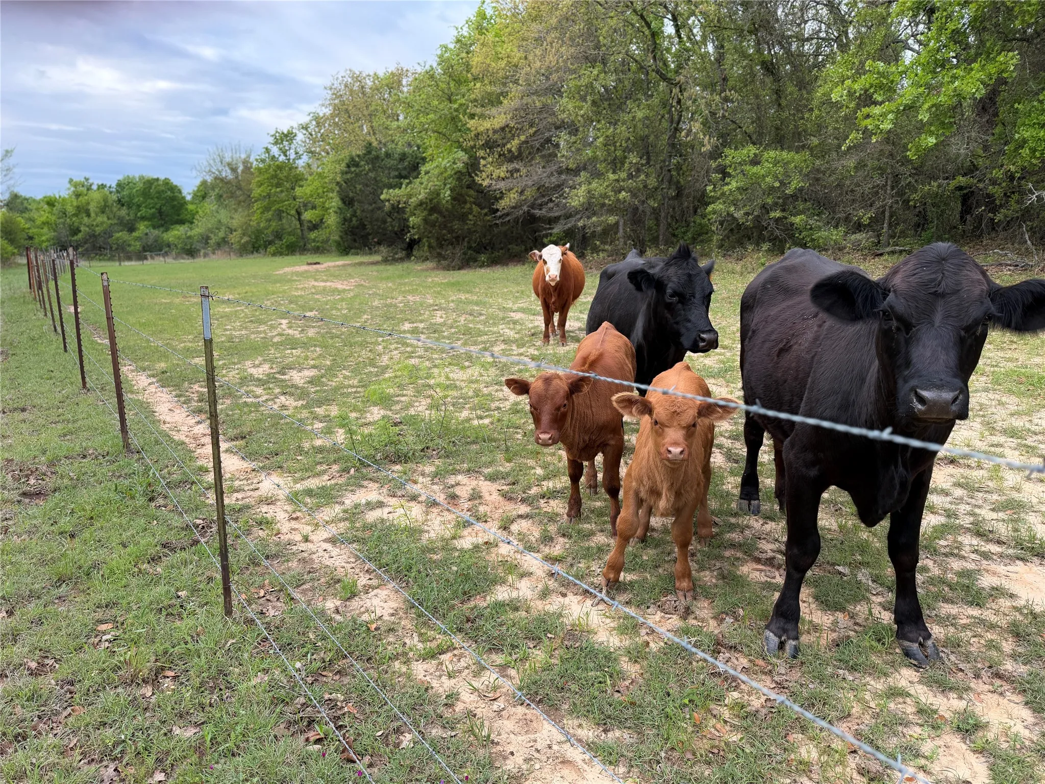 Barbed wire fence - Poperty line