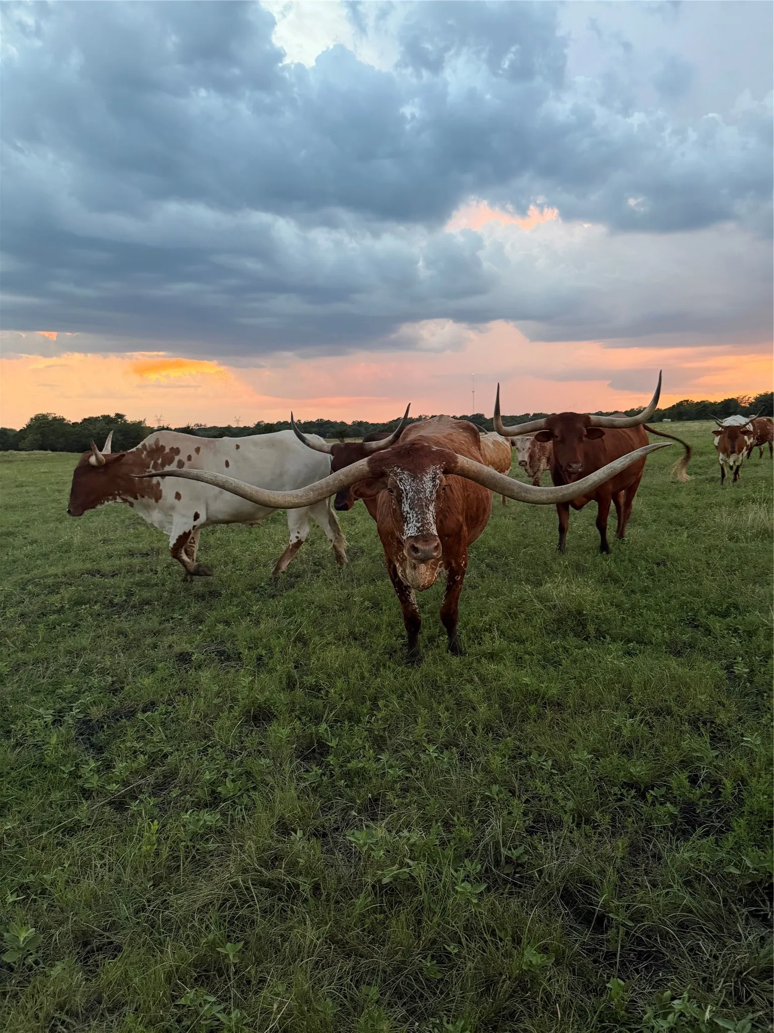 Single Family Residence For Sale in Hunt County , 1704 County Road 1002, Greenville, Texas 75401, 3 Bedroom, 2 Bathroom, Garage spaces, 2,205 Sqft, built in 2018, mls#21367116, Real Estate Agent in Greenville, Homes For Sale in Hunt county, Homes For Sale in Greenville, Realtor in Greenville Texas, Real Estate Brokerage Independent Realty Texas, Luminita Cordes Realtor
