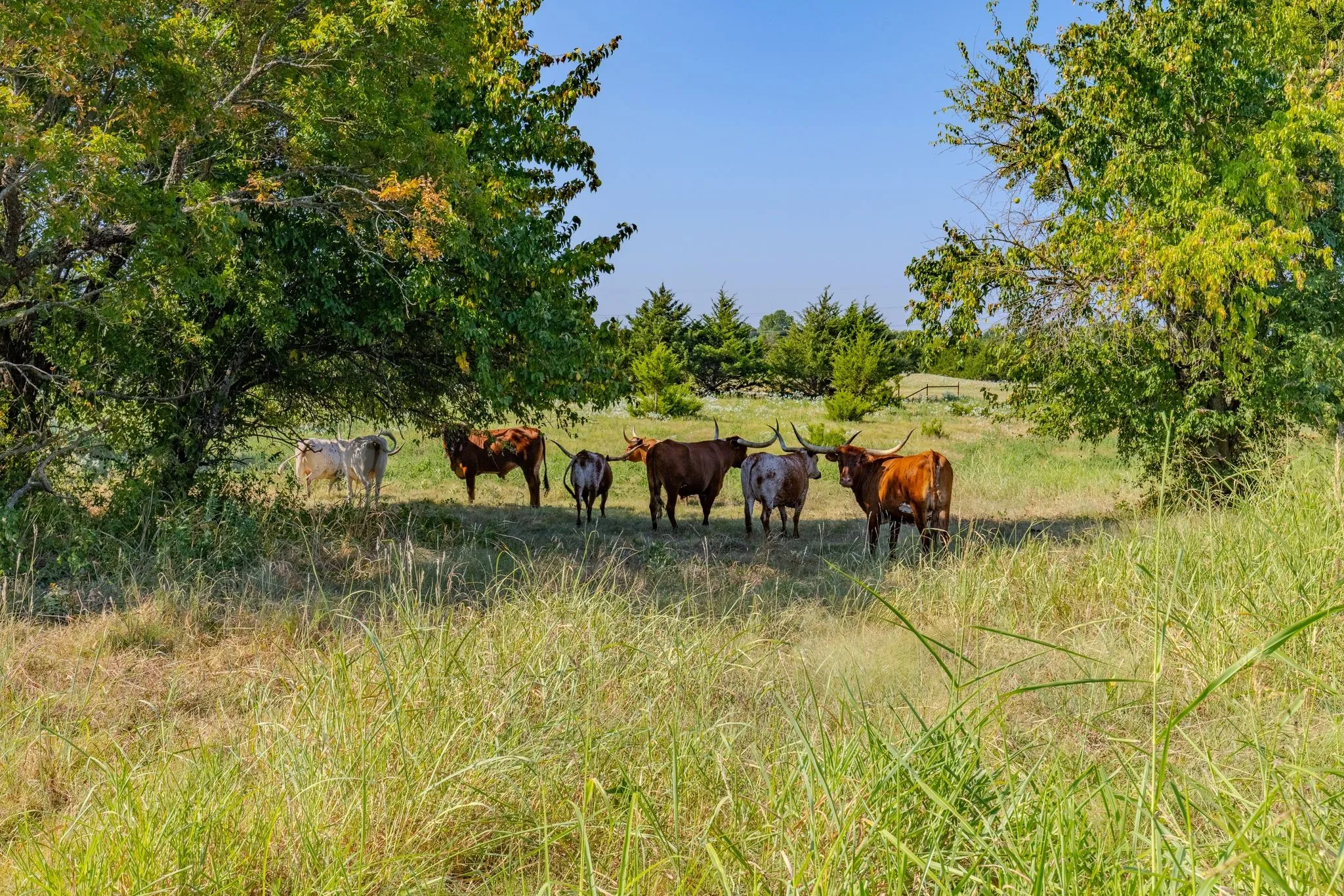 Livestock on the property