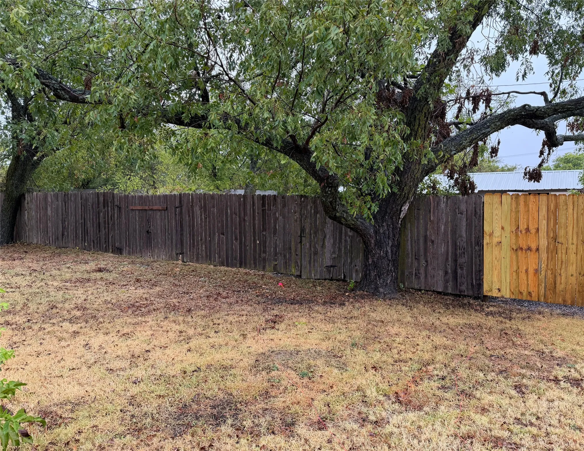 Pecan Tree