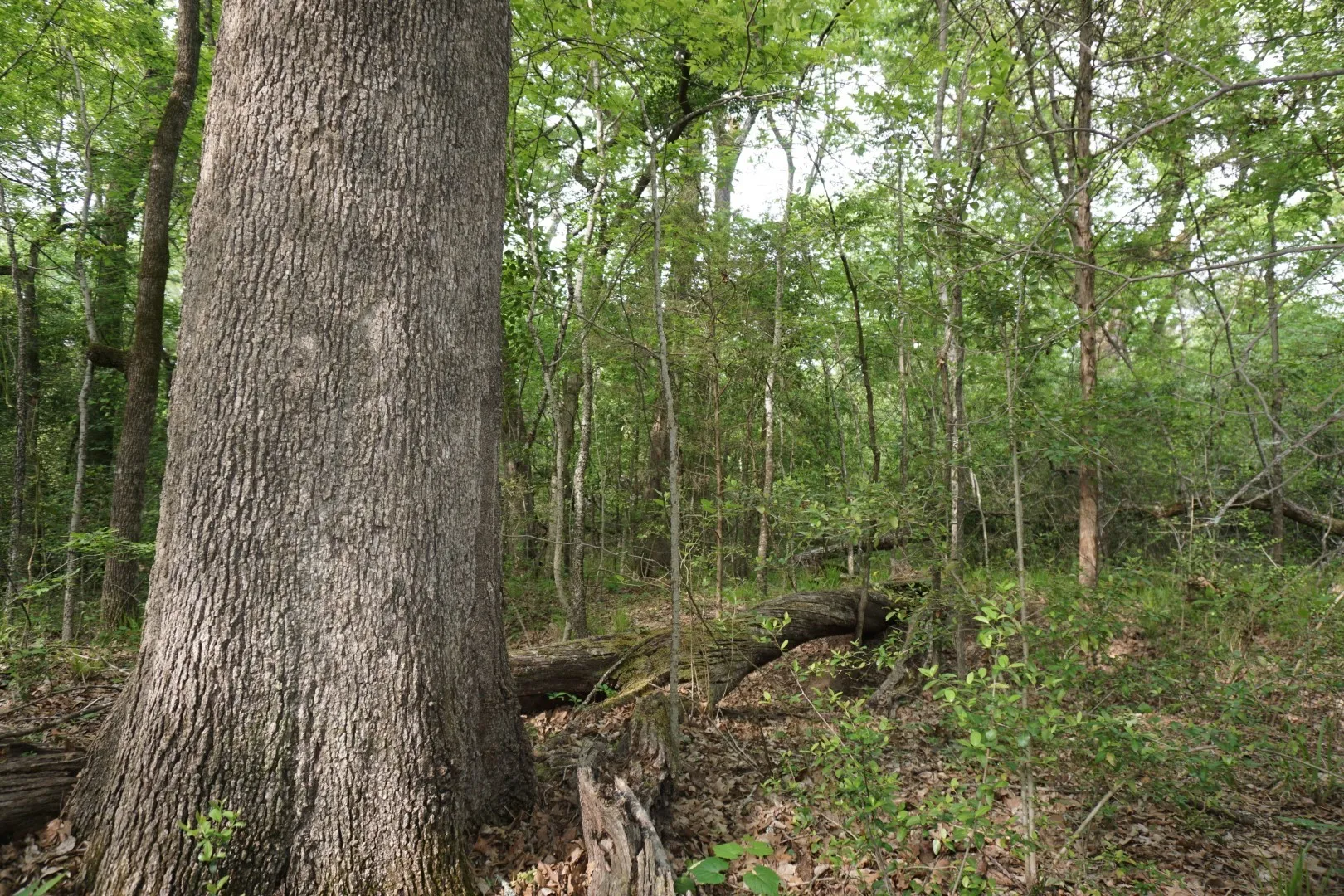 Unimproved Land For Sale in Henderson County , 11919 County Road 1200, Malakoff, Texas 75148, 0, 0, Garage spaces, 0 Sqft, built in 0, mls#21374117, Real Estate Agent in Malakoff, Homes For Sale in Henderson county, Homes For Sale in Malakoff, Realtor in Malakoff Texas, Real Estate Brokerage Independent Realty Texas, Luminita Cordes Realtor