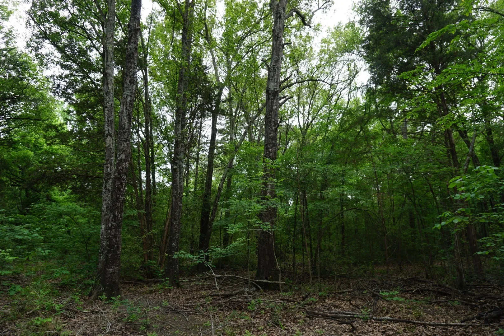 Unimproved Land For Sale in Henderson County , 11919 County Road 1200, Malakoff, Texas 75148, 0, 0, Garage spaces, 0 Sqft, built in 0, mls#21374117, Real Estate Agent in Malakoff, Homes For Sale in Henderson county, Homes For Sale in Malakoff, Realtor in Malakoff Texas, Real Estate Brokerage Independent Realty Texas, Luminita Cordes Realtor