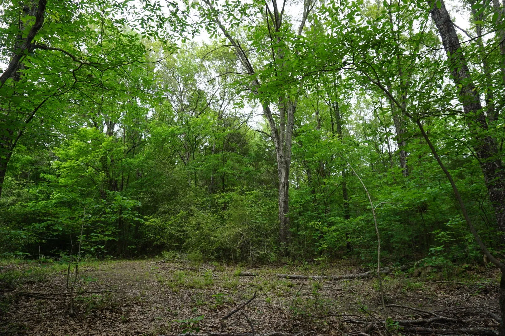 Unimproved Land For Sale in Henderson County , 11919 County Road 1200, Malakoff, Texas 75148, 0, 0, Garage spaces, 0 Sqft, built in 0, mls#21374117, Real Estate Agent in Malakoff, Homes For Sale in Henderson county, Homes For Sale in Malakoff, Realtor in Malakoff Texas, Real Estate Brokerage Independent Realty Texas, Luminita Cordes Realtor