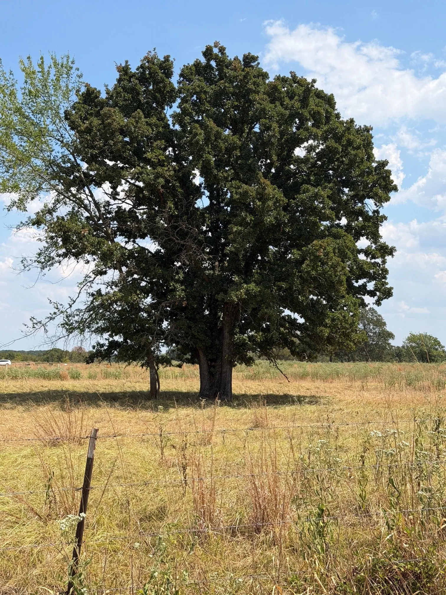 Unimproved Land For Sale in Rains County , 1196 RS County Road 3220, Emory, Texas 75440, 0, 0, Garage spaces, 0 Sqft, built in 0, mls#21373086, Real Estate Agent in Emory, Homes For Sale in Rains county, Homes For Sale in Emory, Realtor in Emory Texas, Real Estate Brokerage Independent Realty Texas, Luminita Cordes Realtor