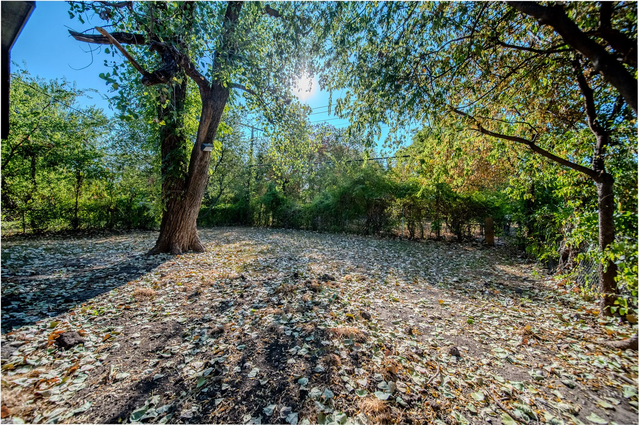 Expansive yard featuring mature trees and established perimeter foliage