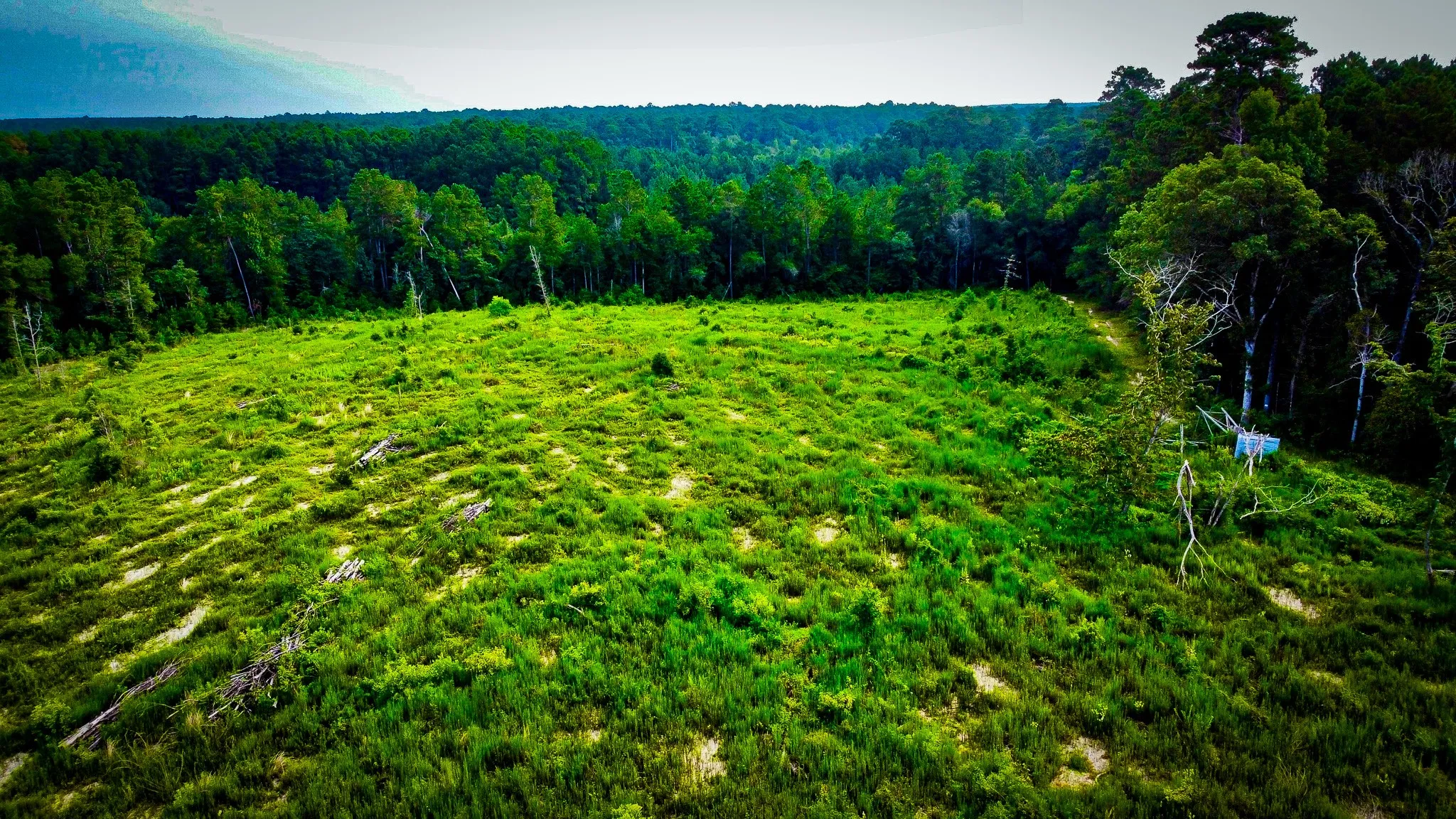 Ranch For Sale in Polk County , TBD Segno Fire Lane, Livingston, Texas 77371, 0, 0, Garage spaces, 0 Sqft, built in 0, mls#21374576, Real Estate Agent in Livingston, Homes For Sale in Polk county, Homes For Sale in Livingston, Realtor in Livingston Texas, Real Estate Brokerage Independent Realty Texas, Luminita Cordes Realtor