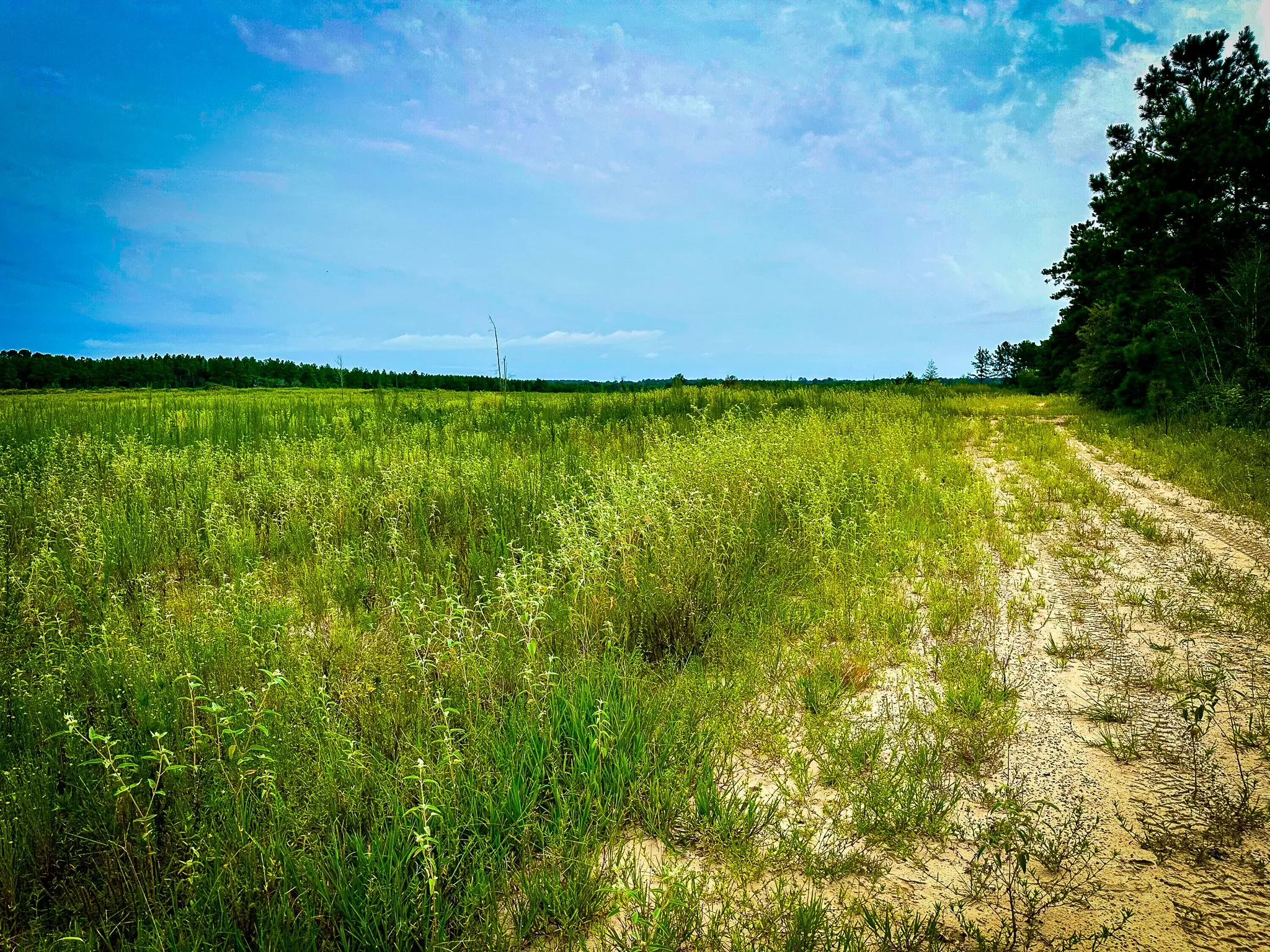 Ranch For Sale in Polk County , TBD Segno Fire Lane, Livingston, Texas 77371, 0, 0, Garage spaces, 0 Sqft, built in 0, mls#21374576, Real Estate Agent in Livingston, Homes For Sale in Polk county, Homes For Sale in Livingston, Realtor in Livingston Texas, Real Estate Brokerage Independent Realty Texas, Luminita Cordes Realtor