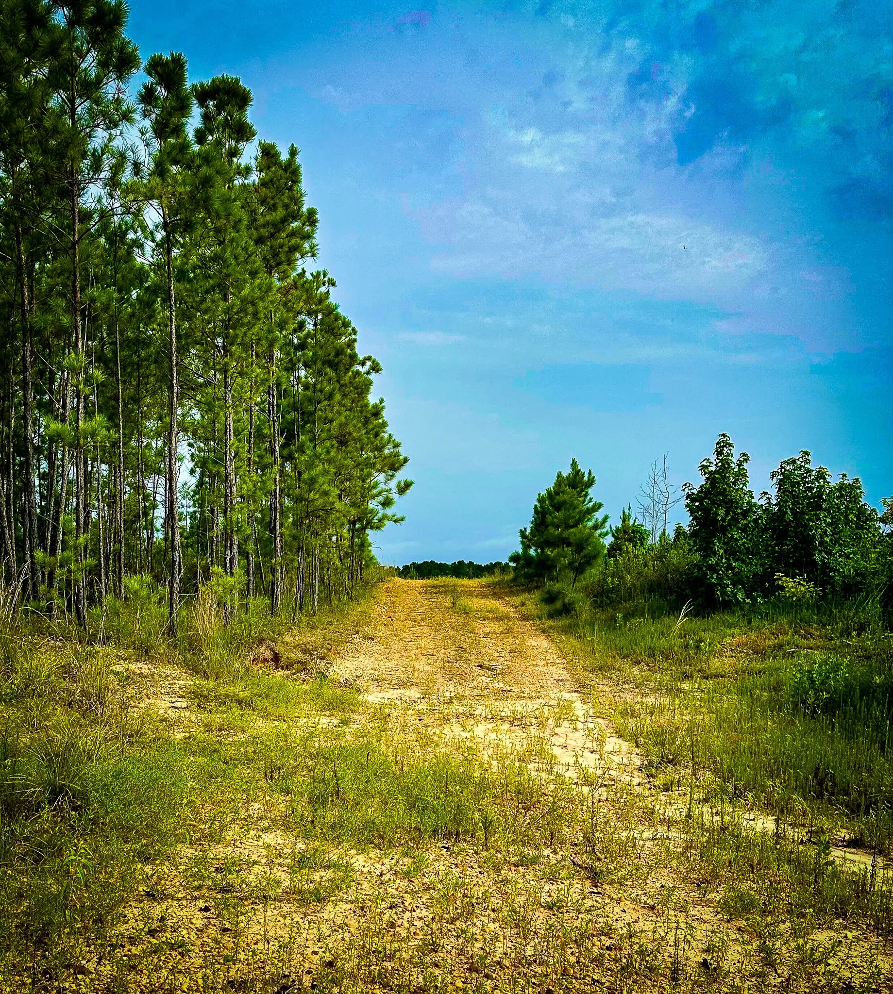 Ranch For Sale in Polk County , TBD Segno Fire Lane, Livingston, Texas 77371, 0, 0, Garage spaces, 0 Sqft, built in 0, mls#21374576, Real Estate Agent in Livingston, Homes For Sale in Polk county, Homes For Sale in Livingston, Realtor in Livingston Texas, Real Estate Brokerage Independent Realty Texas, Luminita Cordes Realtor