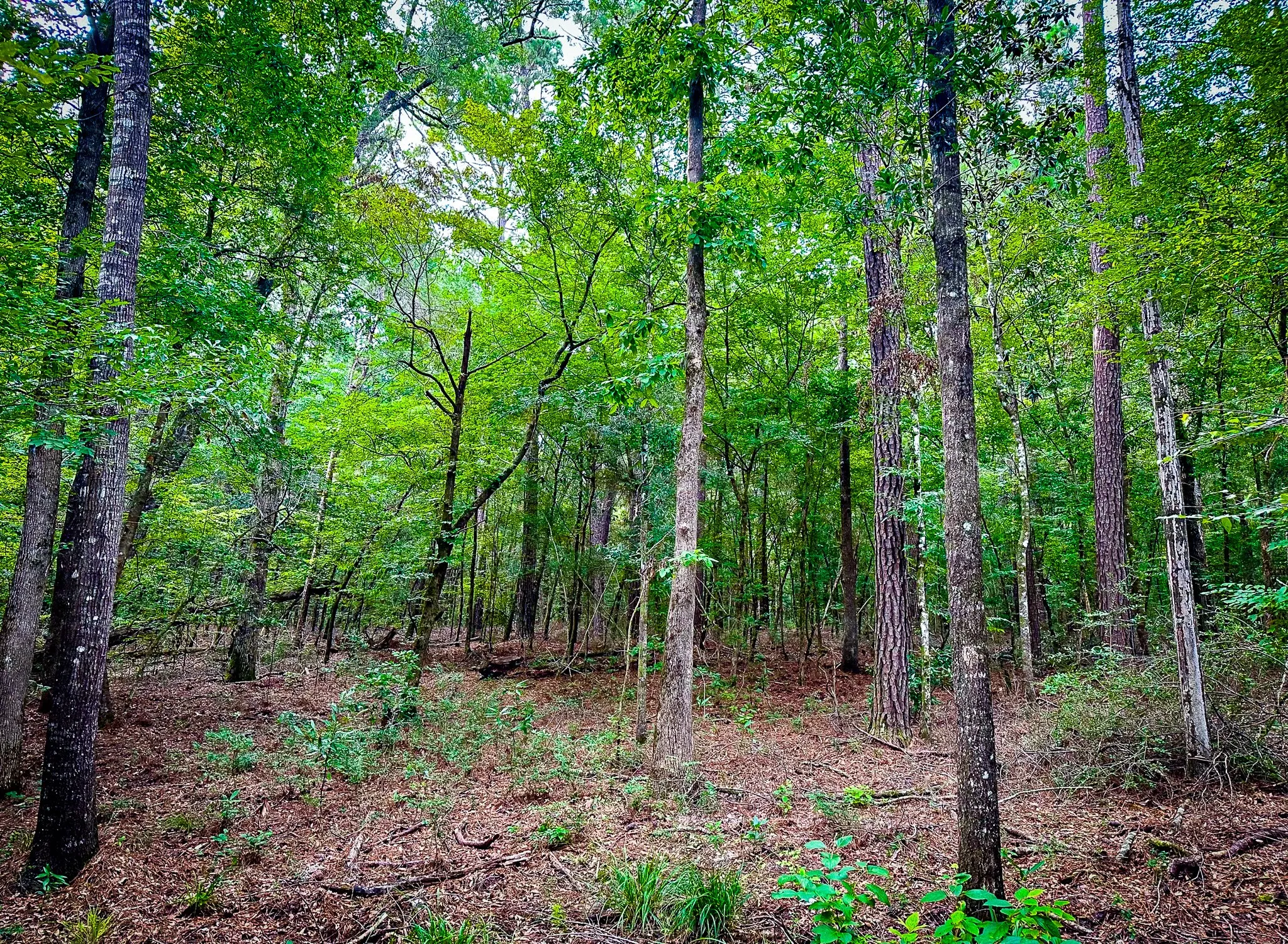Ranch For Sale in Polk County , TBD Segno Fire Lane, Livingston, Texas 77371, 0, 0, Garage spaces, 0 Sqft, built in 0, mls#21374576, Real Estate Agent in Livingston, Homes For Sale in Polk county, Homes For Sale in Livingston, Realtor in Livingston Texas, Real Estate Brokerage Independent Realty Texas, Luminita Cordes Realtor