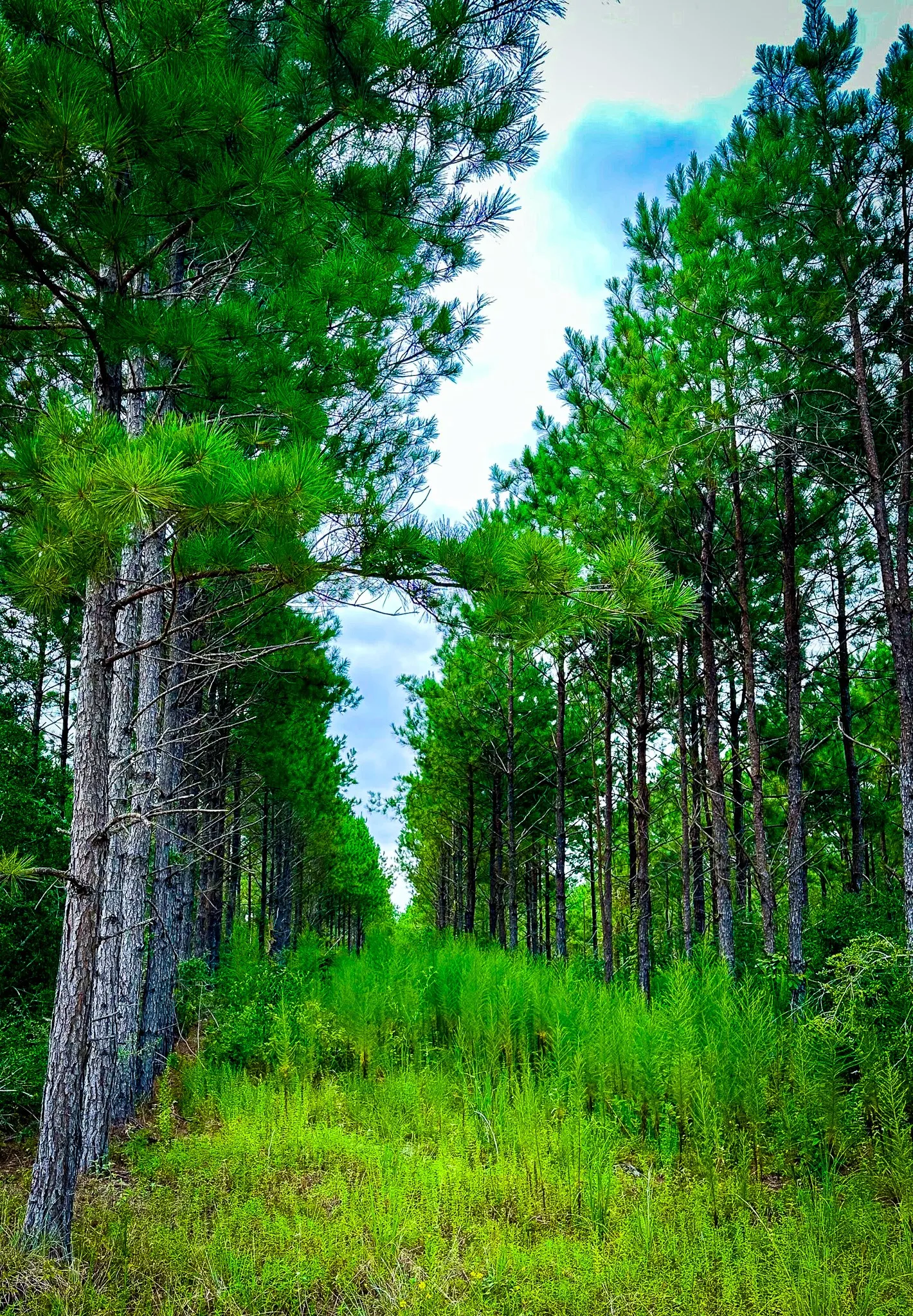 Ranch For Sale in Polk County , TBD Segno Fire Lane, Livingston, Texas 77371, 0, 0, Garage spaces, 0 Sqft, built in 0, mls#21374576, Real Estate Agent in Livingston, Homes For Sale in Polk county, Homes For Sale in Livingston, Realtor in Livingston Texas, Real Estate Brokerage Independent Realty Texas, Luminita Cordes Realtor