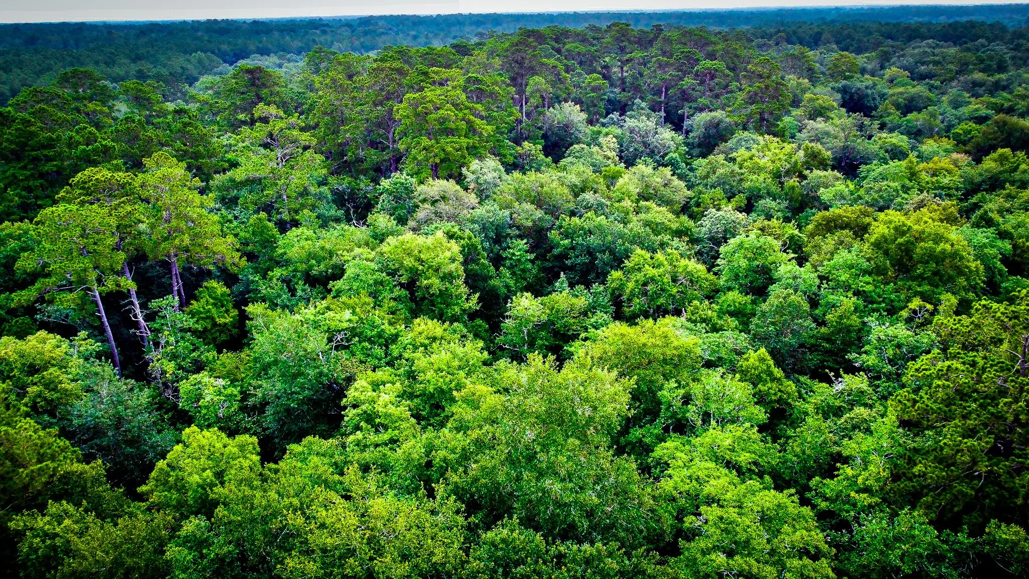 Ranch For Sale in Polk County , TBD Segno Fire Lane, Livingston, Texas 77371, 0, 0, Garage spaces, 0 Sqft, built in 0, mls#21374576, Real Estate Agent in Livingston, Homes For Sale in Polk county, Homes For Sale in Livingston, Realtor in Livingston Texas, Real Estate Brokerage Independent Realty Texas, Luminita Cordes Realtor