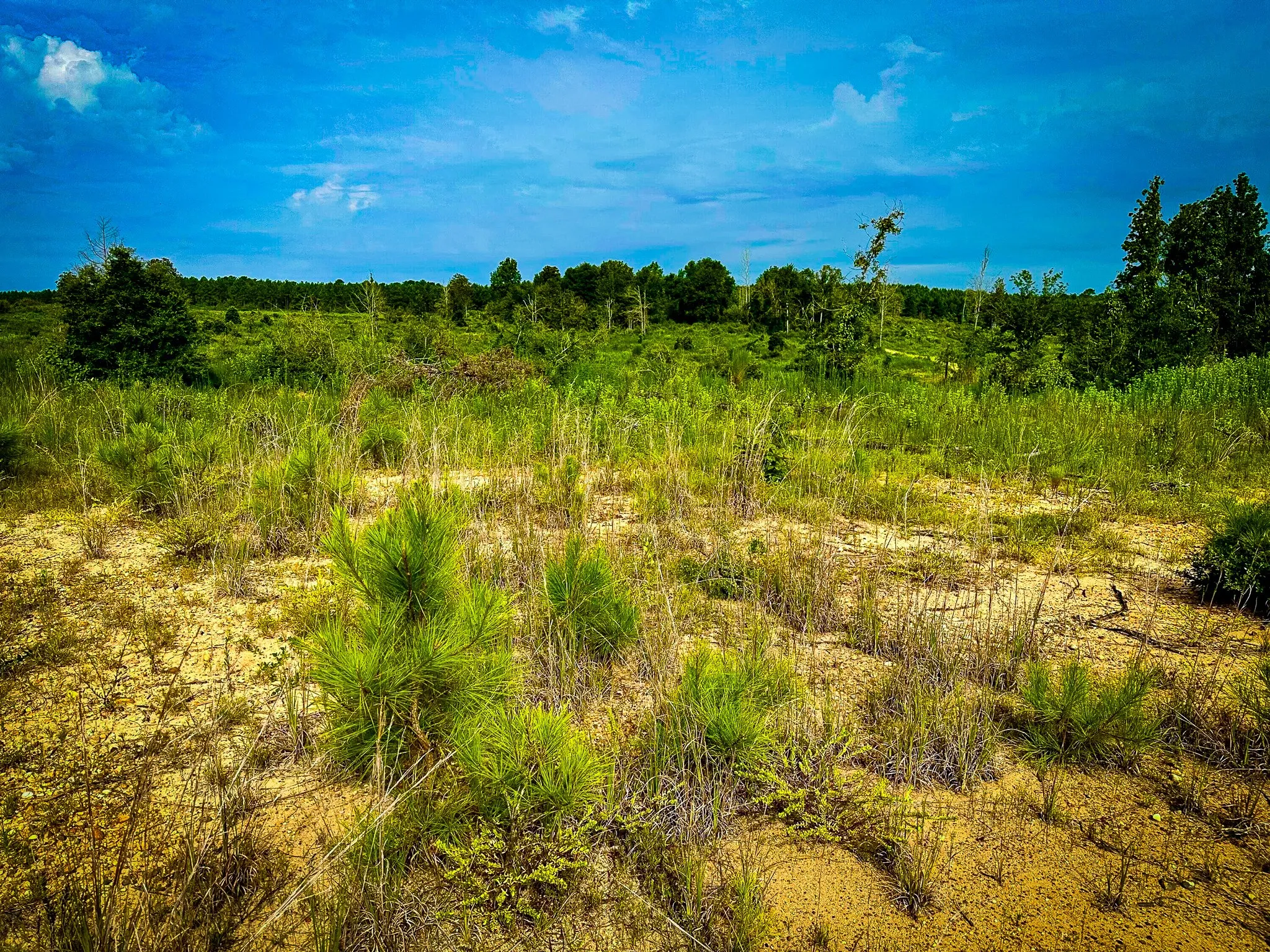 Ranch For Sale in Polk County , TBD Segno Fire Lane, Livingston, Texas 77371, 0, 0, Garage spaces, 0 Sqft, built in 0, mls#21374576, Real Estate Agent in Livingston, Homes For Sale in Polk county, Homes For Sale in Livingston, Realtor in Livingston Texas, Real Estate Brokerage Independent Realty Texas, Luminita Cordes Realtor