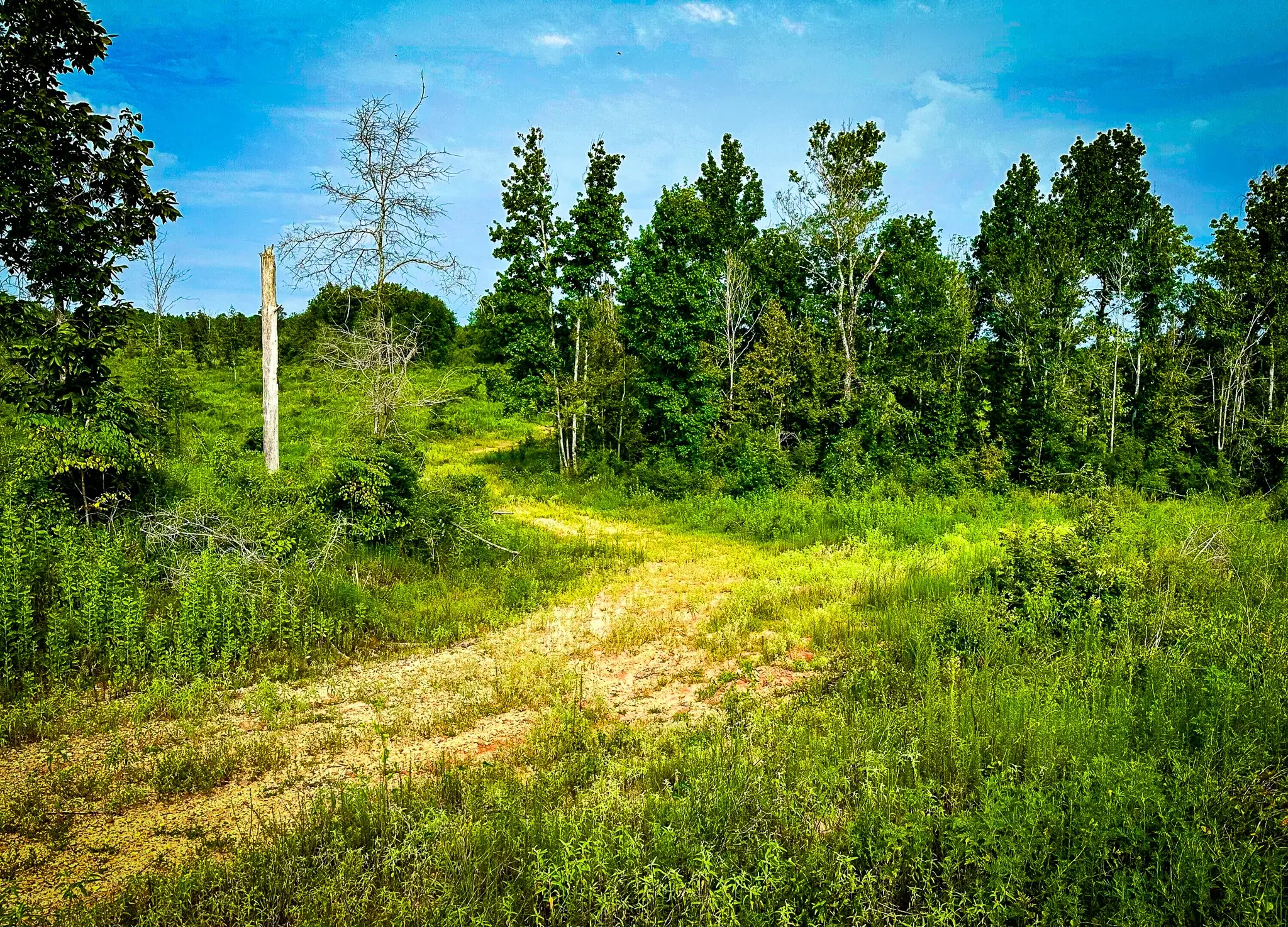 Ranch For Sale in Polk County , TBD Segno Fire Lane, Livingston, Texas 77371, 0, 0, Garage spaces, 0 Sqft, built in 0, mls#21374576, Real Estate Agent in Livingston, Homes For Sale in Polk county, Homes For Sale in Livingston, Realtor in Livingston Texas, Real Estate Brokerage Independent Realty Texas, Luminita Cordes Realtor