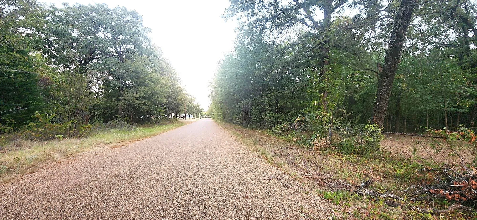 Tree lined road