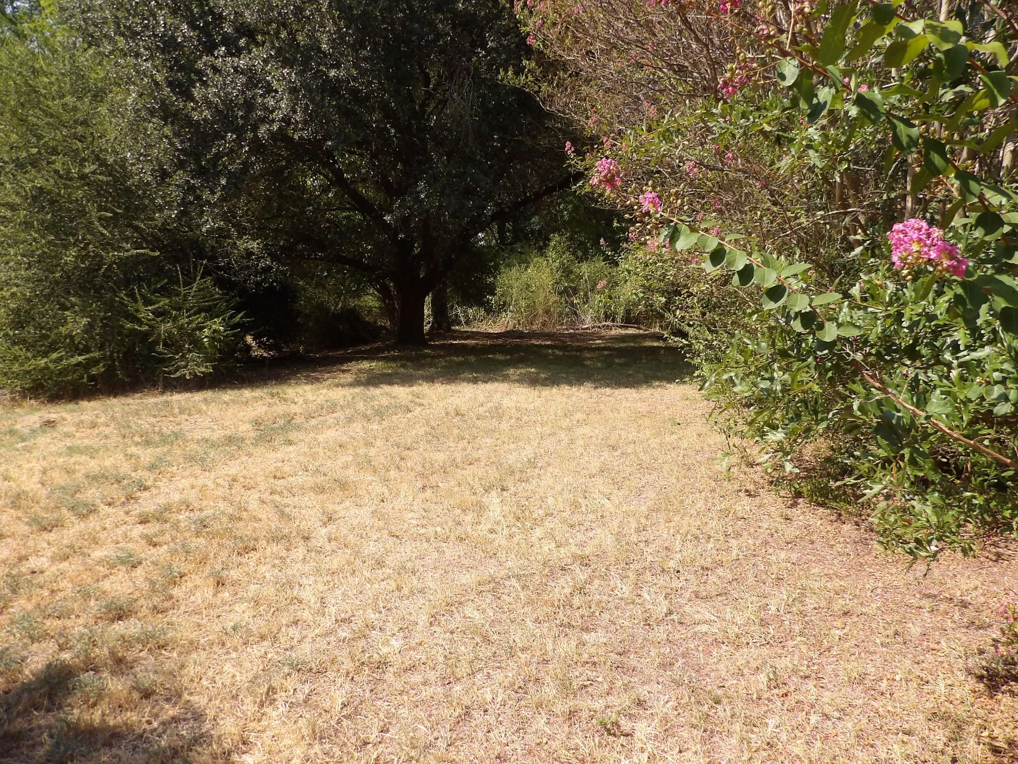 Backyard View 1
