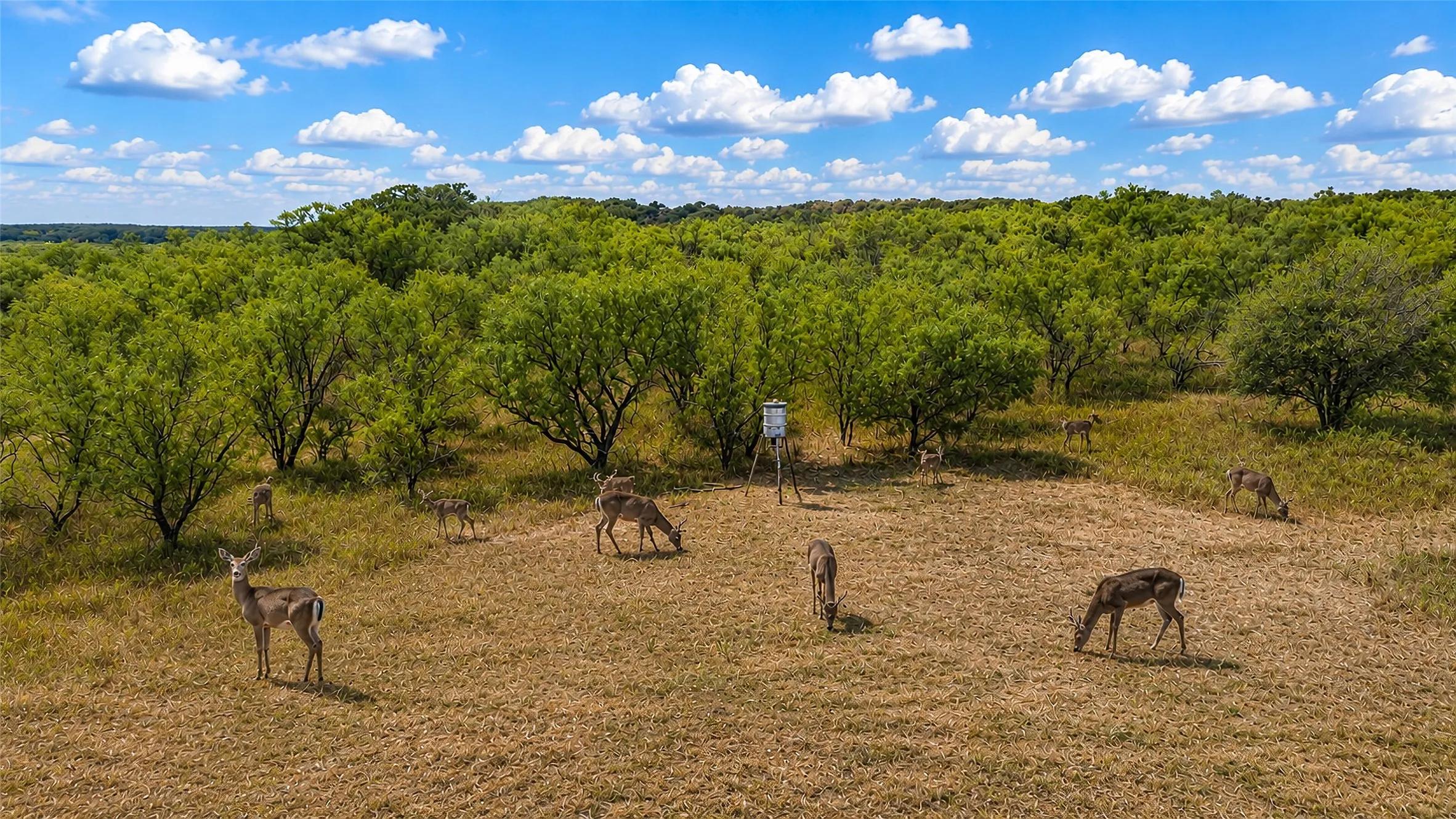 Ranch For Sale in Jack County , TBD Bloodworth Road, Bowie, Texas 76230, 0, 0, Garage spaces, 0 Sqft, built in 0, mls#21374665, Real Estate Agent in Bowie, Homes For Sale in Jack county, Homes For Sale in Bowie, Realtor in Bowie Texas, Real Estate Brokerage Independent Realty Texas, Luminita Cordes Realtor