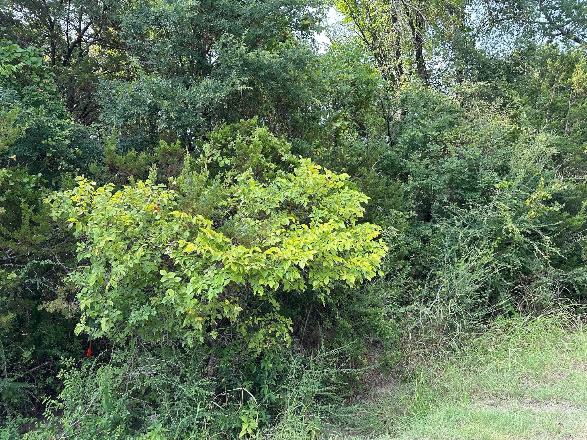 Improved Land For Sale in Hill County , 40023 & 40024 Brentwood Drive, Whitney, Texas 76692, 0, 0, Garage spaces, 0 Sqft, built in 0, mls#21336275, Real Estate Agent in Whitney, Homes For Sale in Hill county, Homes For Sale in Whitney, Realtor in Whitney Texas, Real Estate Brokerage Independent Realty Texas, Luminita Cordes Realtor
