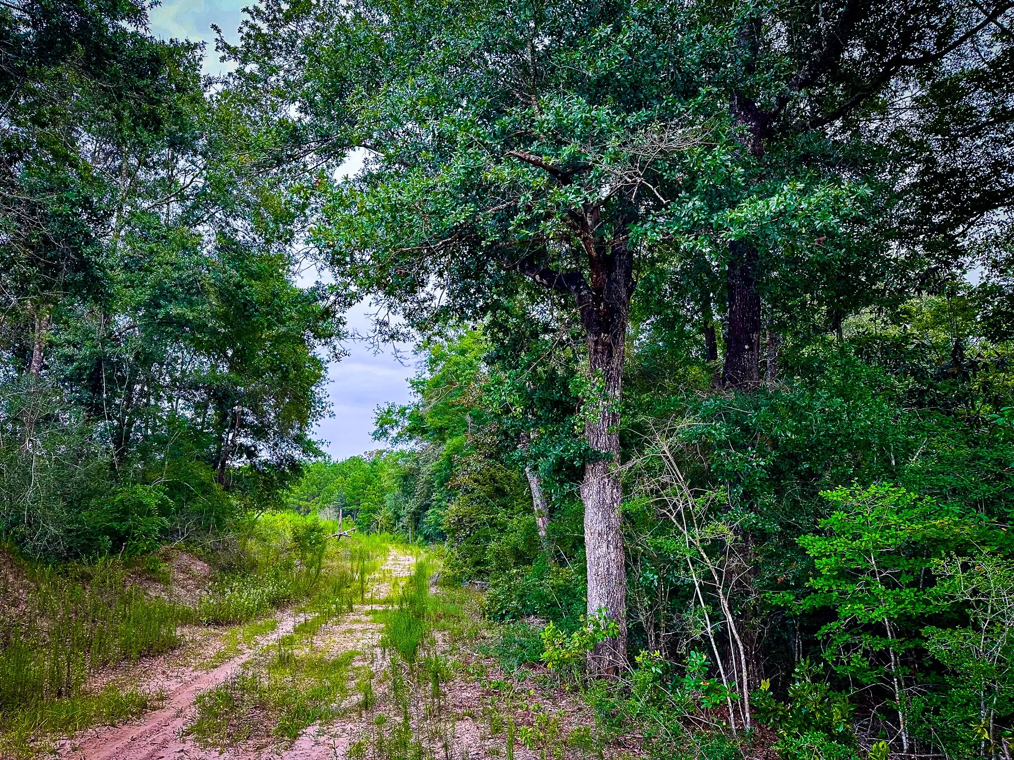 Ranch For Sale in Polk County , 0000 Segno Fire Lane, Livingston, Texas 77351, 0, 0, Garage spaces, 0 Sqft, built in 0, mls#21374740, Real Estate Agent in Livingston, Homes For Sale in Polk county, Homes For Sale in Livingston, Realtor in Livingston Texas, Real Estate Brokerage Independent Realty Texas, Luminita Cordes Realtor