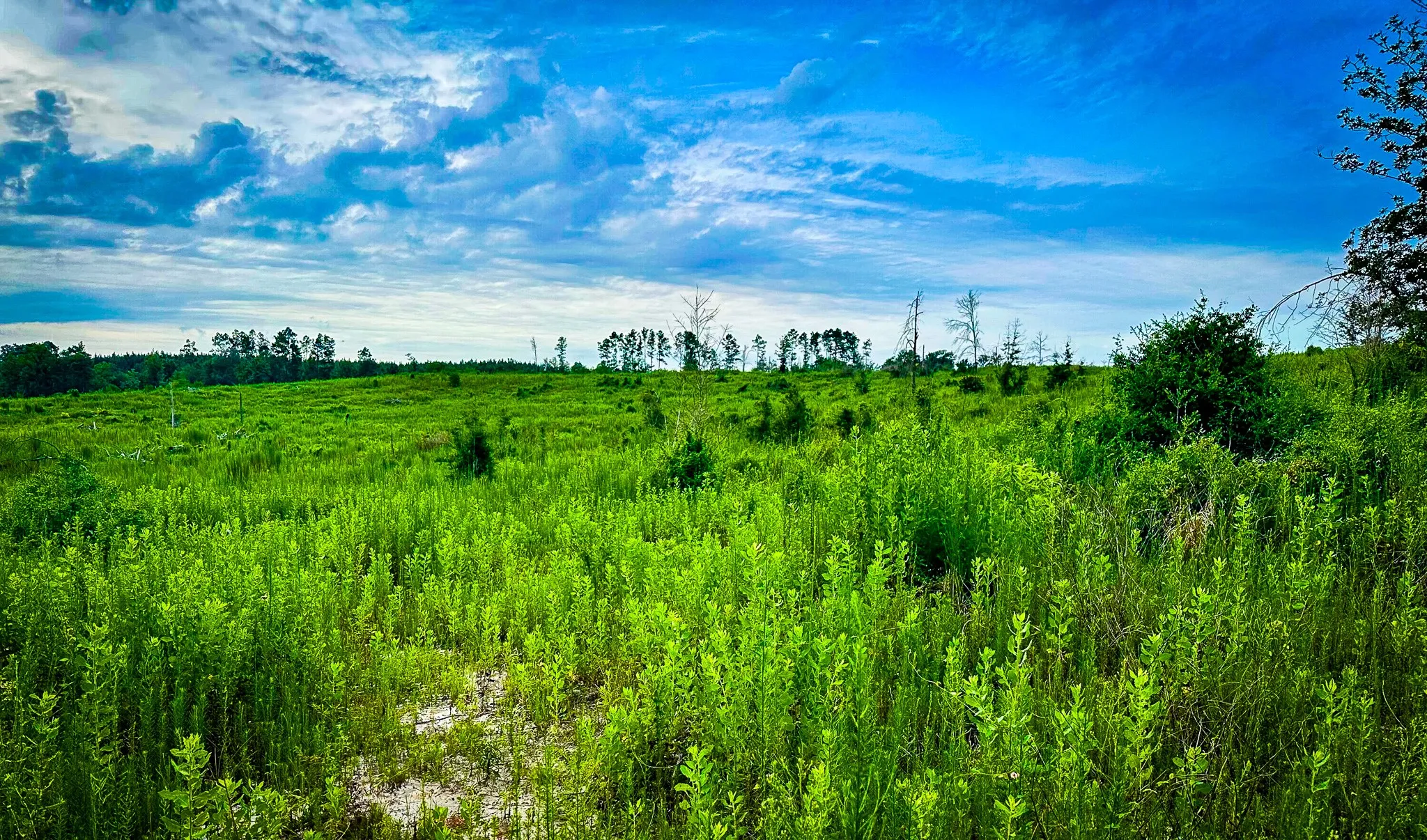Ranch For Sale in Polk County , 0000 Segno Fire Lane, Livingston, Texas 77351, 0, 0, Garage spaces, 0 Sqft, built in 0, mls#21374740, Real Estate Agent in Livingston, Homes For Sale in Polk county, Homes For Sale in Livingston, Realtor in Livingston Texas, Real Estate Brokerage Independent Realty Texas, Luminita Cordes Realtor