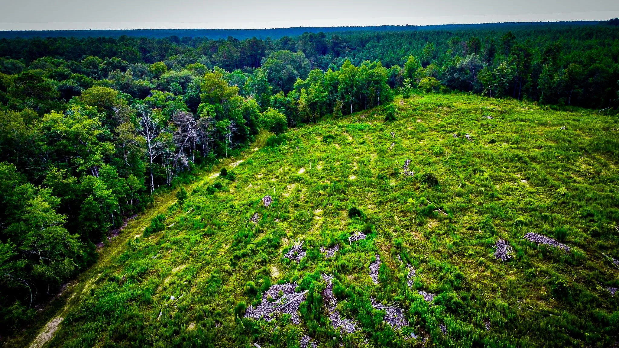 Ranch For Sale in Polk County , 0000 Segno Fire Lane, Livingston, Texas 77351, 0, 0, Garage spaces, 0 Sqft, built in 0, mls#21374740, Real Estate Agent in Livingston, Homes For Sale in Polk county, Homes For Sale in Livingston, Realtor in Livingston Texas, Real Estate Brokerage Independent Realty Texas, Luminita Cordes Realtor