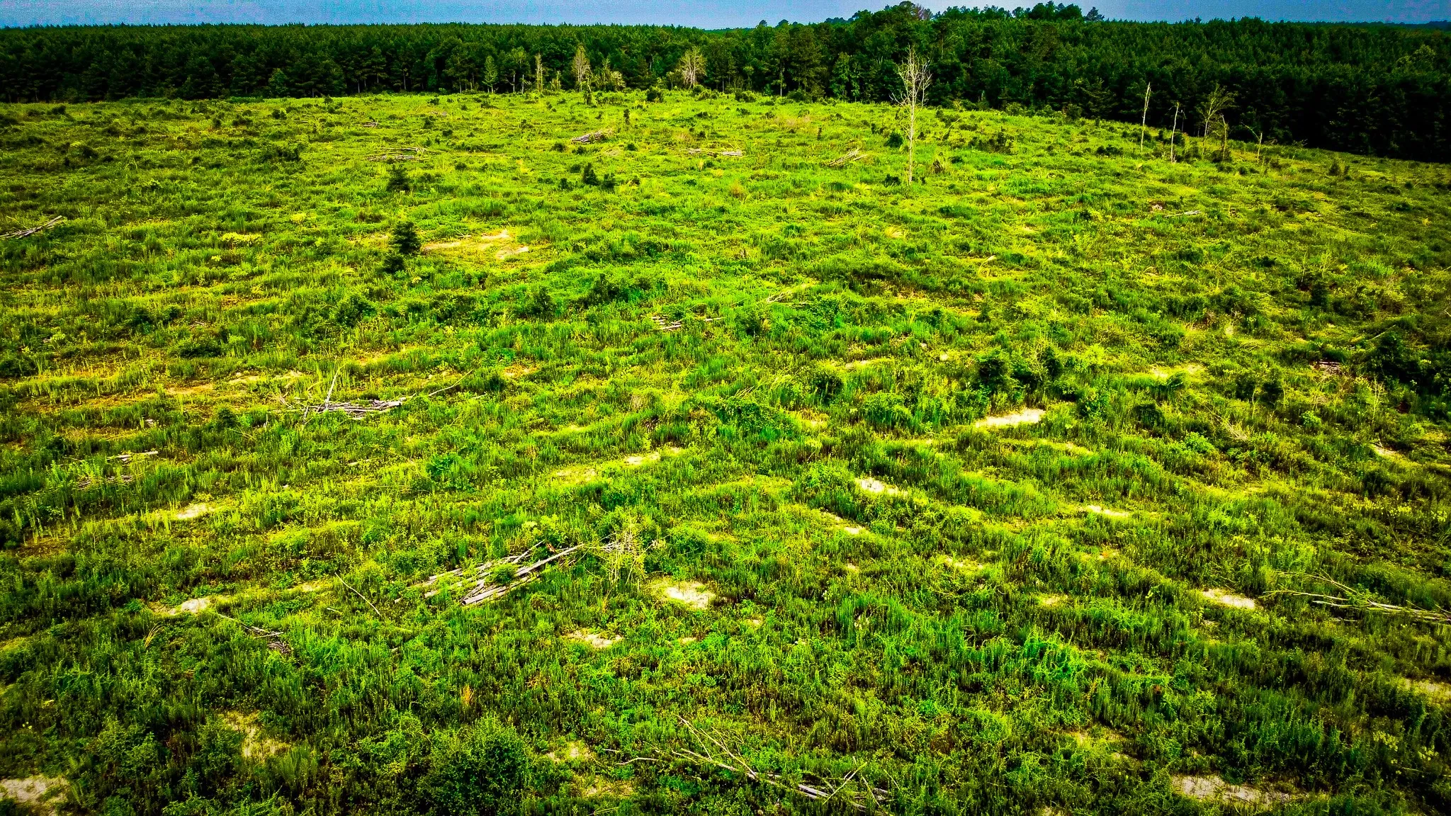 Ranch For Sale in Polk County , 0000 Segno Fire Lane, Livingston, Texas 77351, 0, 0, Garage spaces, 0 Sqft, built in 0, mls#21374740, Real Estate Agent in Livingston, Homes For Sale in Polk county, Homes For Sale in Livingston, Realtor in Livingston Texas, Real Estate Brokerage Independent Realty Texas, Luminita Cordes Realtor
