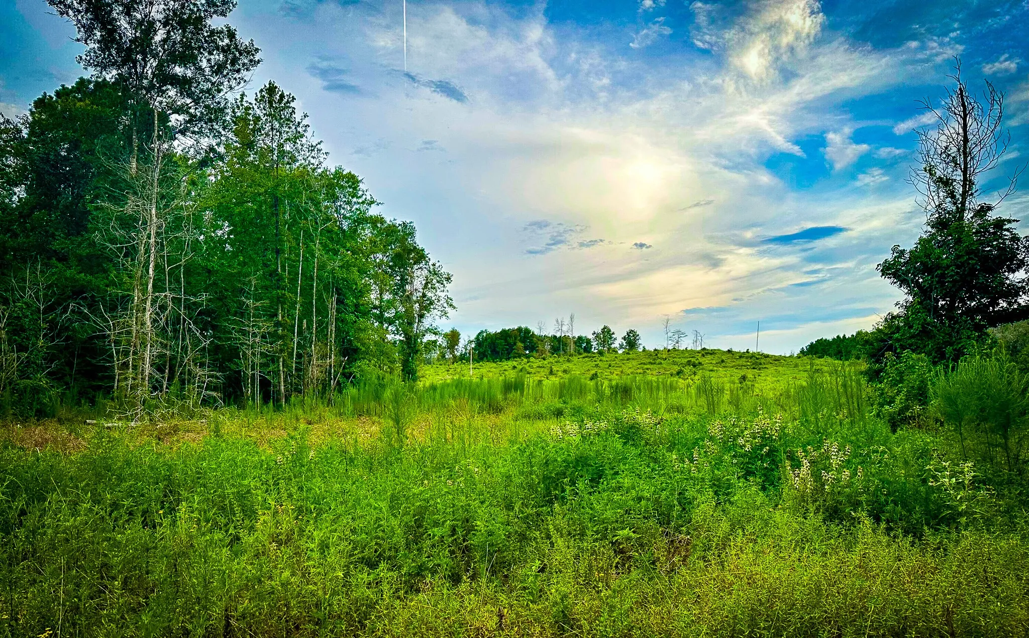 Ranch For Sale in Polk County , 0000 Segno Fire Lane, Livingston, Texas 77351, 0, 0, Garage spaces, 0 Sqft, built in 0, mls#21374740, Real Estate Agent in Livingston, Homes For Sale in Polk county, Homes For Sale in Livingston, Realtor in Livingston Texas, Real Estate Brokerage Independent Realty Texas, Luminita Cordes Realtor
