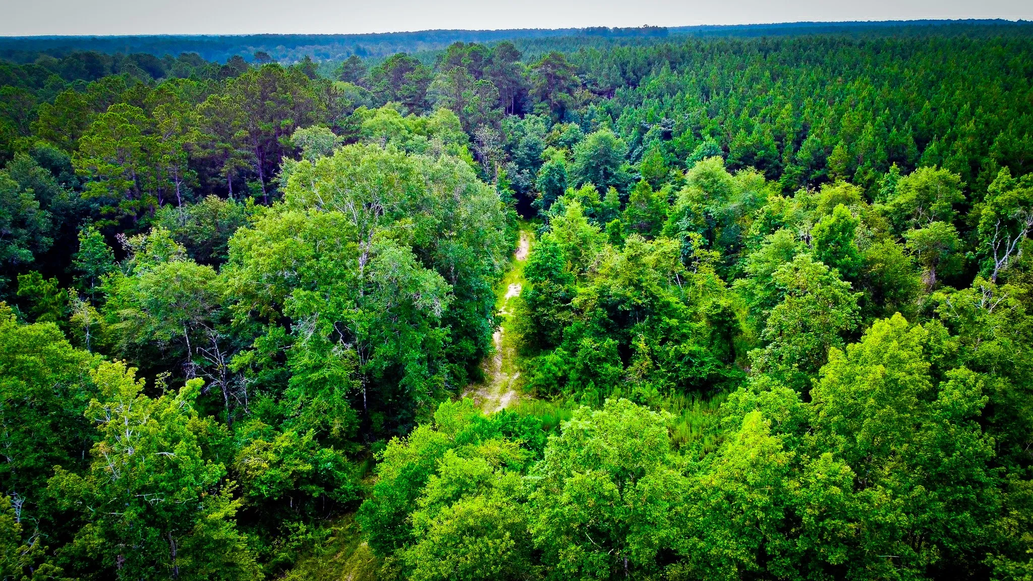 Ranch For Sale in Polk County , 0000 Segno Fire Lane, Livingston, Texas 77351, 0, 0, Garage spaces, 0 Sqft, built in 0, mls#21374740, Real Estate Agent in Livingston, Homes For Sale in Polk county, Homes For Sale in Livingston, Realtor in Livingston Texas, Real Estate Brokerage Independent Realty Texas, Luminita Cordes Realtor