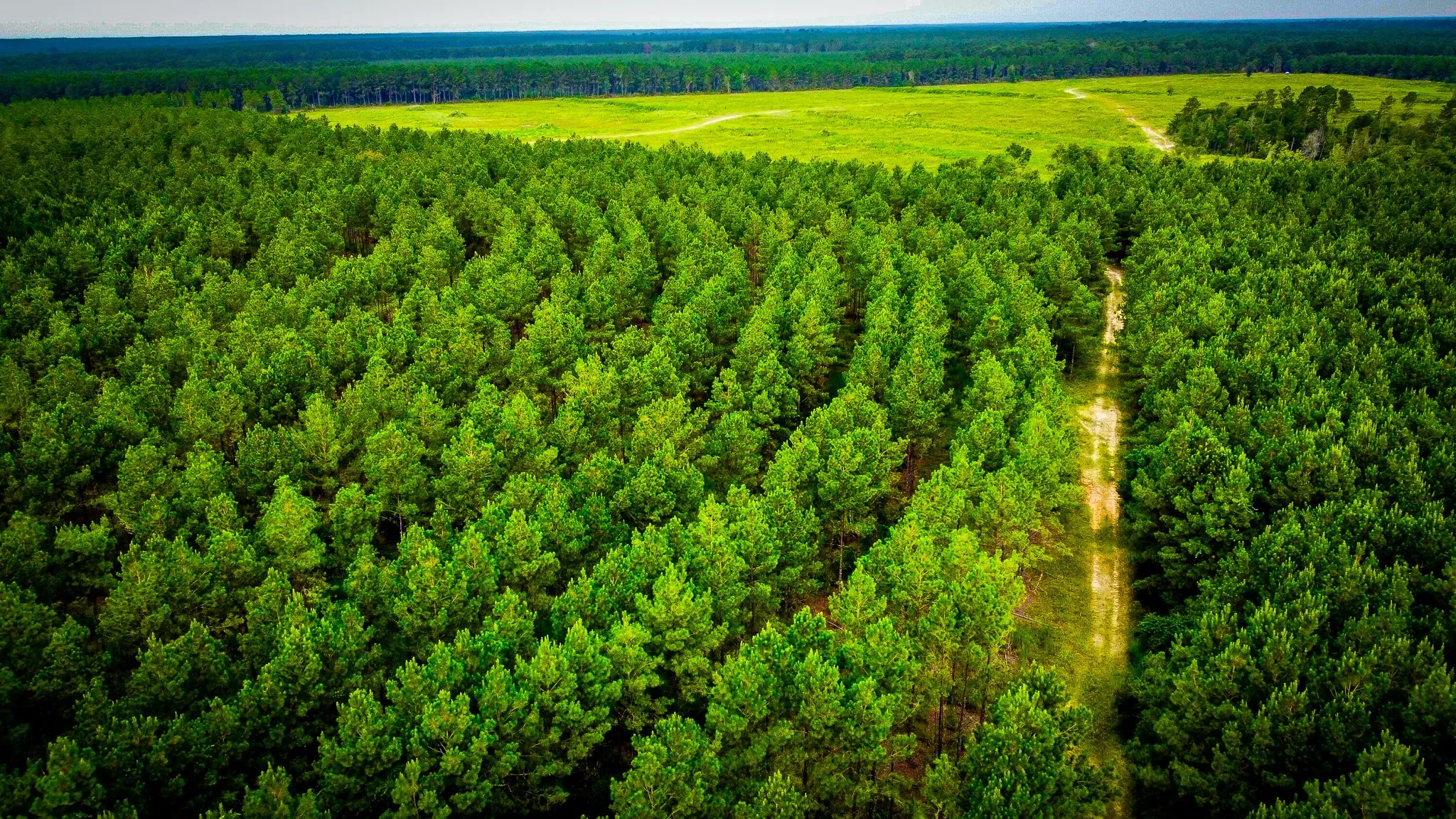 Ranch For Sale in Polk County , 0000 Segno Fire Lane, Livingston, Texas 77351, 0, 0, Garage spaces, 0 Sqft, built in 0, mls#21374740, Real Estate Agent in Livingston, Homes For Sale in Polk county, Homes For Sale in Livingston, Realtor in Livingston Texas, Real Estate Brokerage Independent Realty Texas, Luminita Cordes Realtor