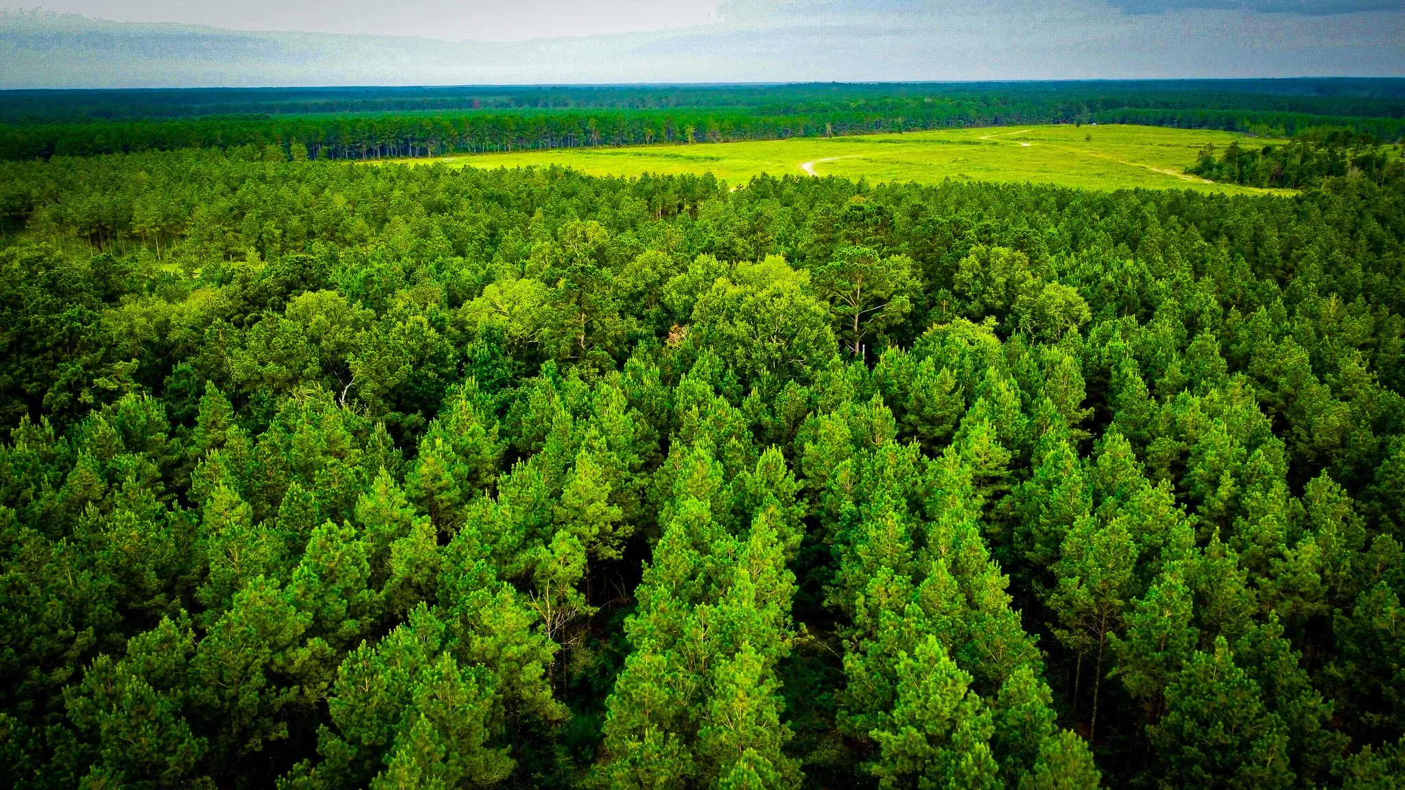 Ranch For Sale in Polk County , 0000 Segno Fire Lane, Livingston, Texas 77351, 0, 0, Garage spaces, 0 Sqft, built in 0, mls#21374740, Real Estate Agent in Livingston, Homes For Sale in Polk county, Homes For Sale in Livingston, Realtor in Livingston Texas, Real Estate Brokerage Independent Realty Texas, Luminita Cordes Realtor