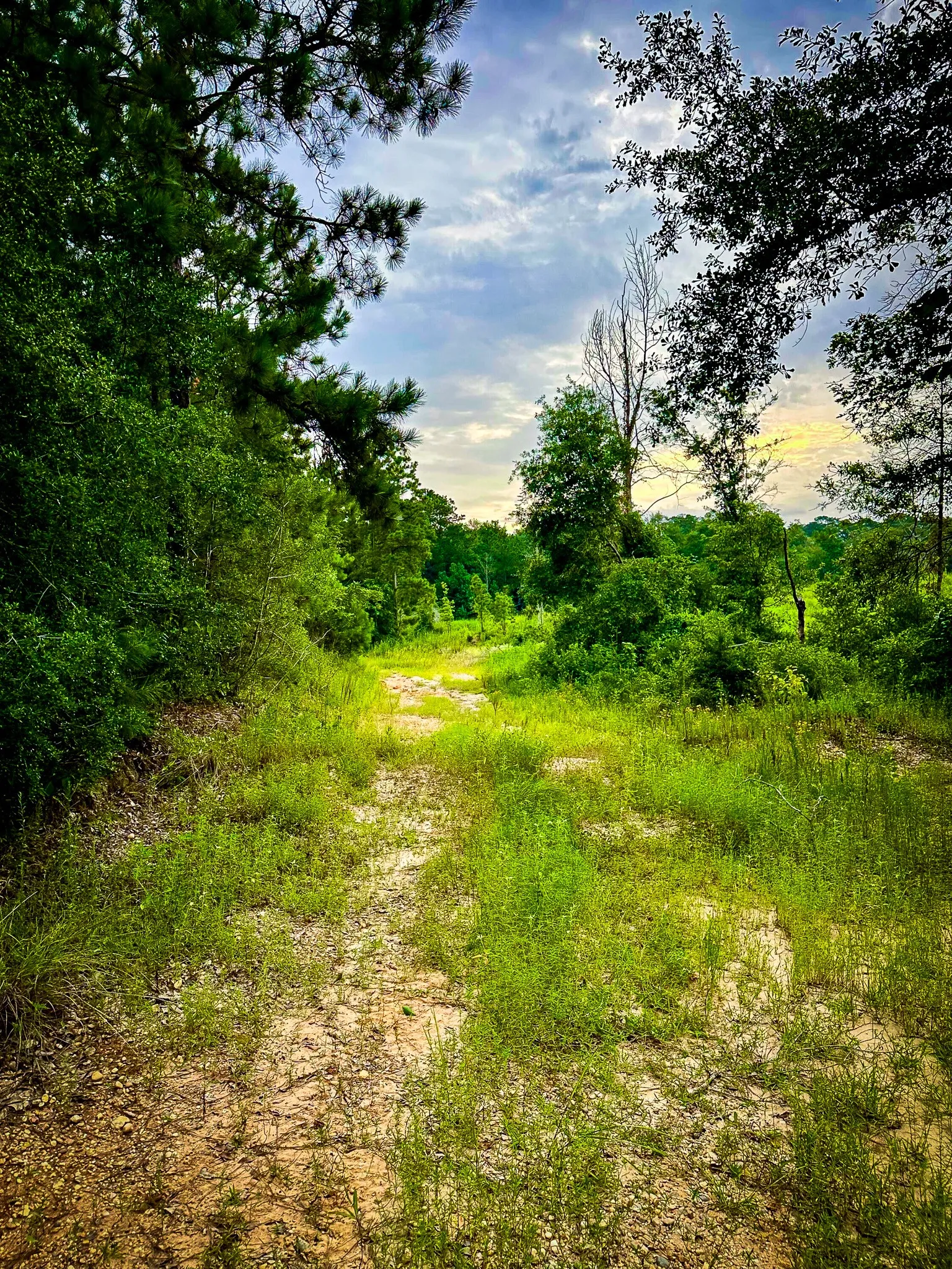 Ranch For Sale in Polk County , 0000 Segno Fire Lane, Livingston, Texas 77351, 0, 0, Garage spaces, 0 Sqft, built in 0, mls#21374740, Real Estate Agent in Livingston, Homes For Sale in Polk county, Homes For Sale in Livingston, Realtor in Livingston Texas, Real Estate Brokerage Independent Realty Texas, Luminita Cordes Realtor