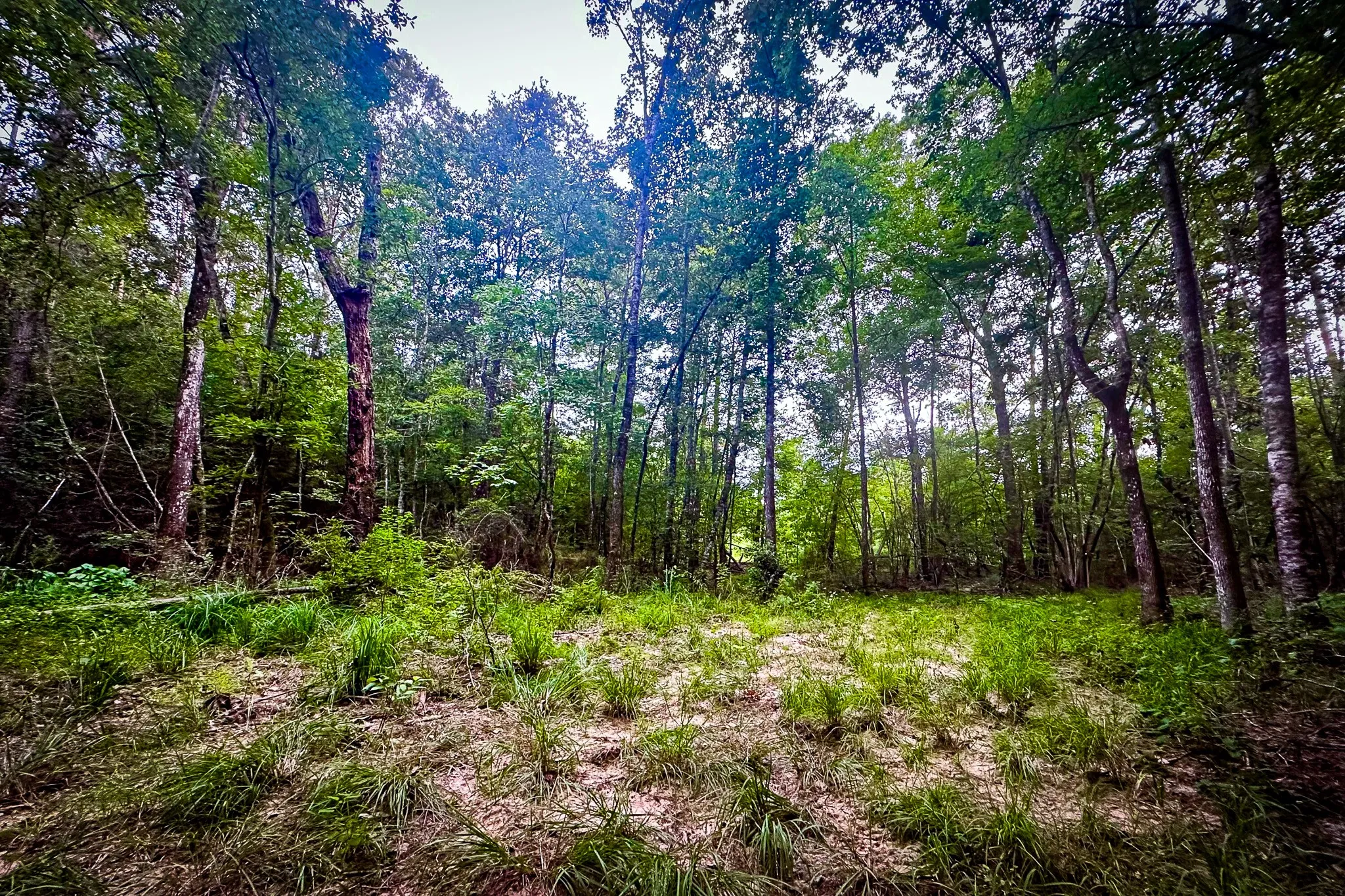 Ranch For Sale in Polk County , 0000 Segno Fire Lane, Livingston, Texas 77351, 0, 0, Garage spaces, 0 Sqft, built in 0, mls#21374740, Real Estate Agent in Livingston, Homes For Sale in Polk county, Homes For Sale in Livingston, Realtor in Livingston Texas, Real Estate Brokerage Independent Realty Texas, Luminita Cordes Realtor