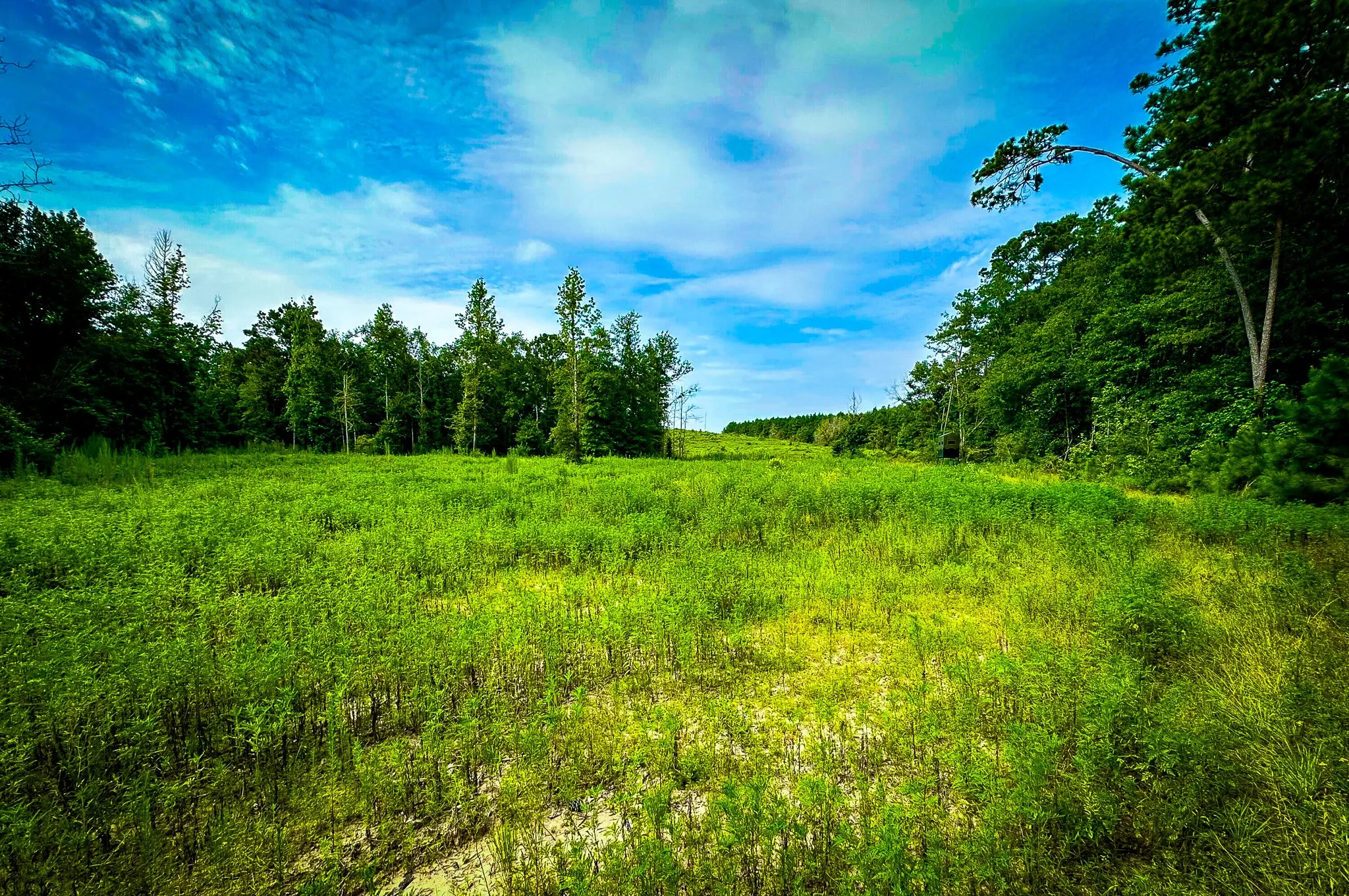 Ranch For Sale in Polk County , 0000 Segno Fire Lane, Livingston, Texas 77351, 0, 0, Garage spaces, 0 Sqft, built in 0, mls#21374740, Real Estate Agent in Livingston, Homes For Sale in Polk county, Homes For Sale in Livingston, Realtor in Livingston Texas, Real Estate Brokerage Independent Realty Texas, Luminita Cordes Realtor